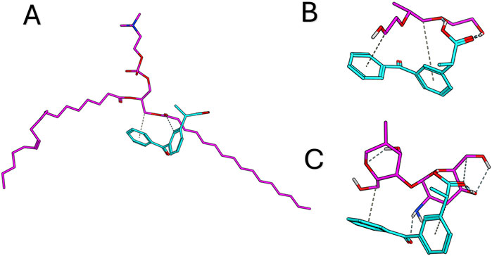 Three molecular structure diagrams labeled A, B, and C. Diagram A shows a long, zigzagging chain in purple with a complex blue ring structure attached. Diagram B presents a compact structure with interlocking purple and blue rings, featuring dashed lines indicating interactions. Diagram C displays another intricate arrangement of rings and chains with dashed lines.