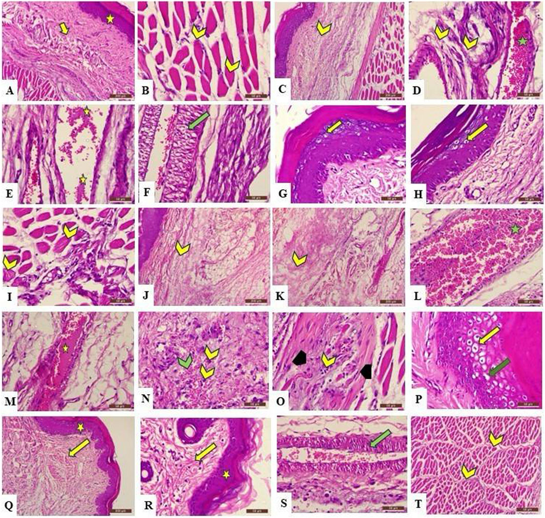 A collage of histological slides labeled A to T, displaying various tissues stained in shades of pink and purple. Arrows and stars mark specific areas of interest in each panel. Each panel highlights different cellular structures and arrangements, with variations in texture and density, providing comparative analysis of tissue morphology.