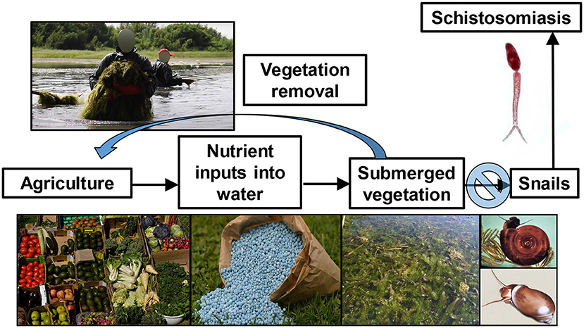 Figure 1 - Hypothesized pathway by which agriculture affects schistosomiasis and the proposal to disrupt human schistosomiasis by returning nutrients captured in freshwater plants back to agriculture.