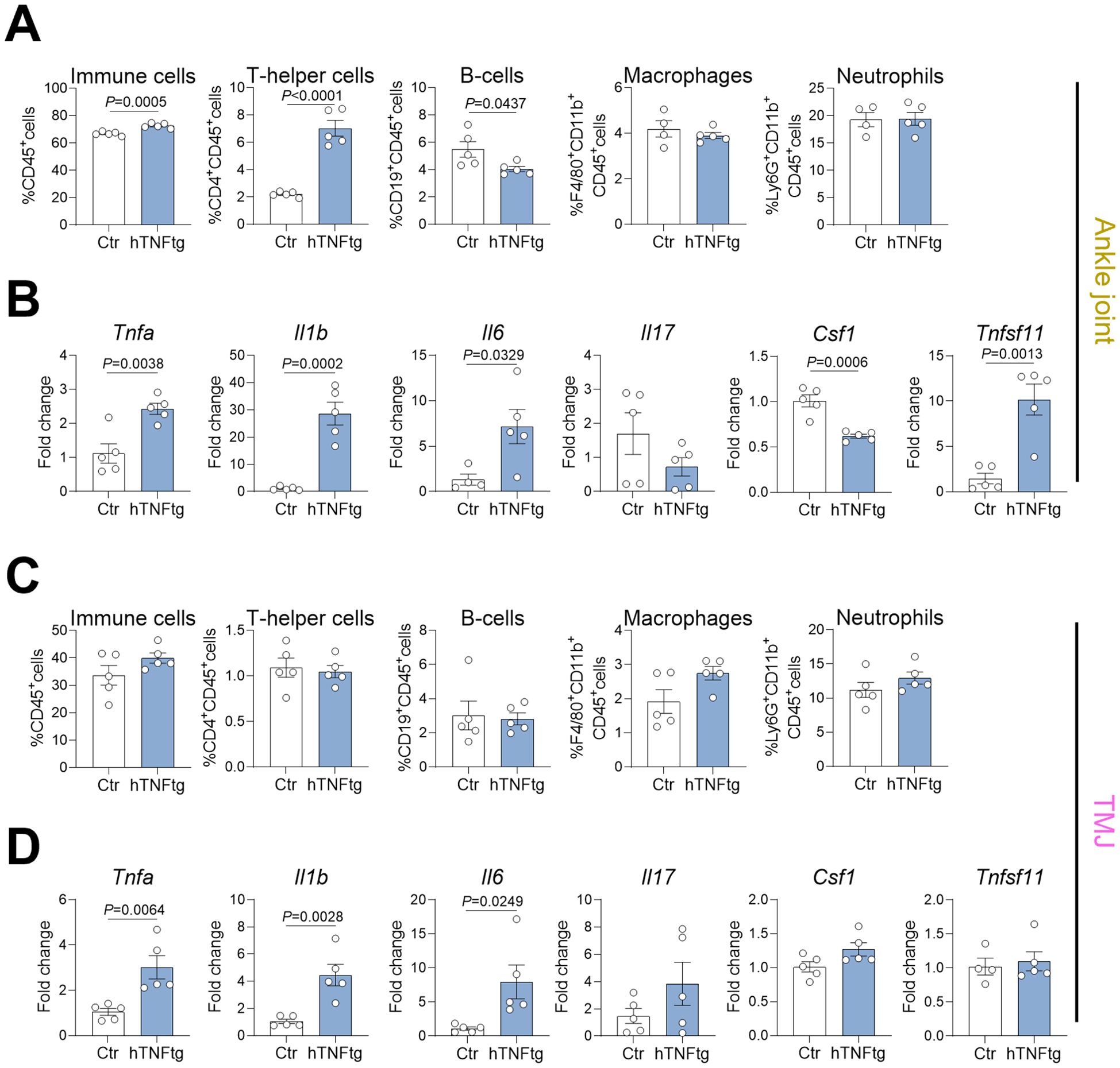 Grouped bar graphs comparing immune cell populations and cytokine expression between control and human TNF transgenic groups in ankle joint and TMJ. Graphs A and C show percentages of various immune cells, including T-helper cells and macrophages. Graphs B and D depict fold changes in cytokine expression, such as Tnfa, Il1b, and Il17, with significant p-values indicated.