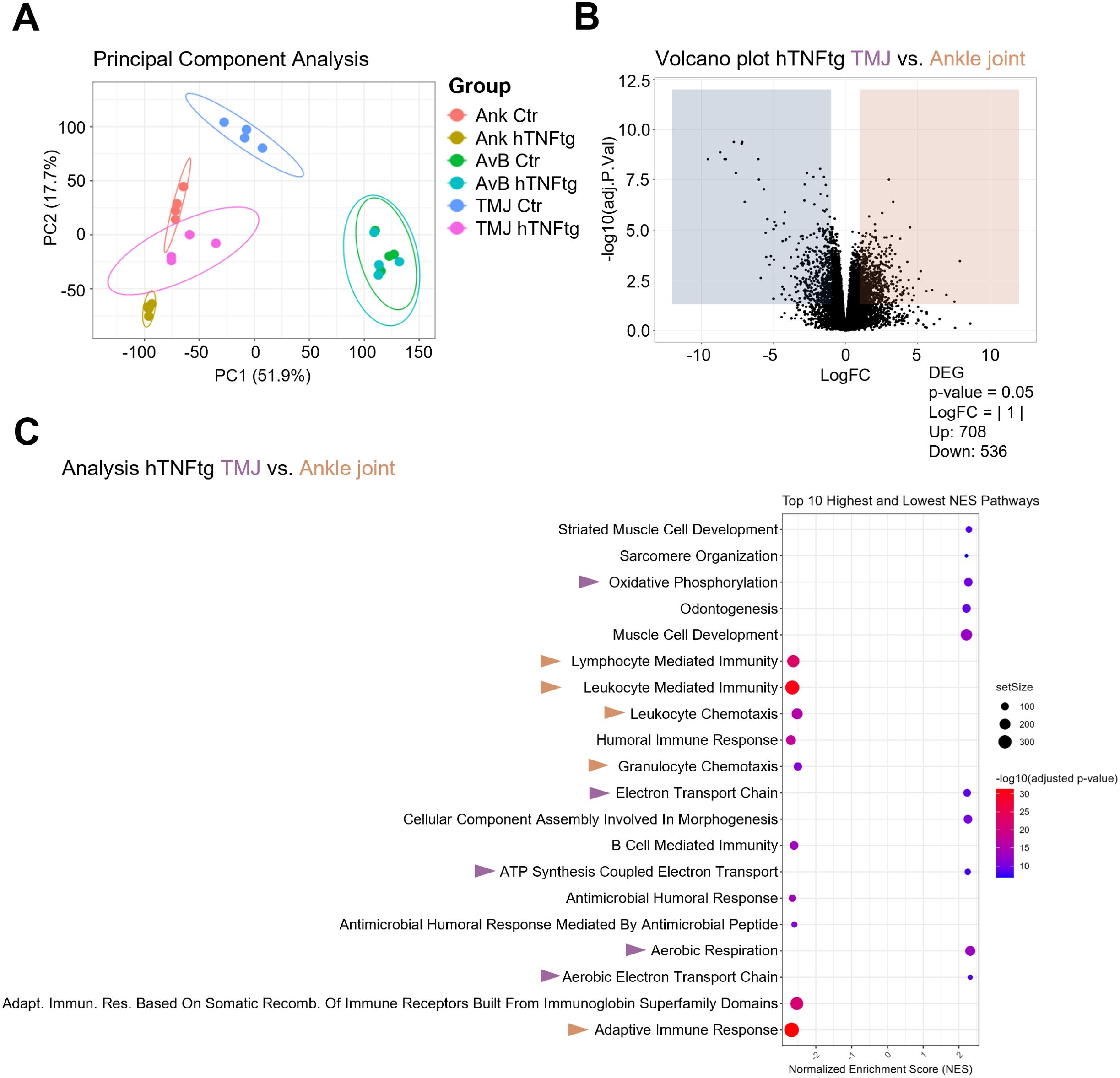 Panel A shows a principal component analysis plot with six groups visualized in different colors and shapes. Panel B features a volcano plot comparing TMJ and ankle joint data, highlighting significant gene expression differences with defined thresholds. Panel C displays a chart listing the top ten highest and lowest normalized enrichment score pathways, visualized by colored circles varying in size according to significance and set size.