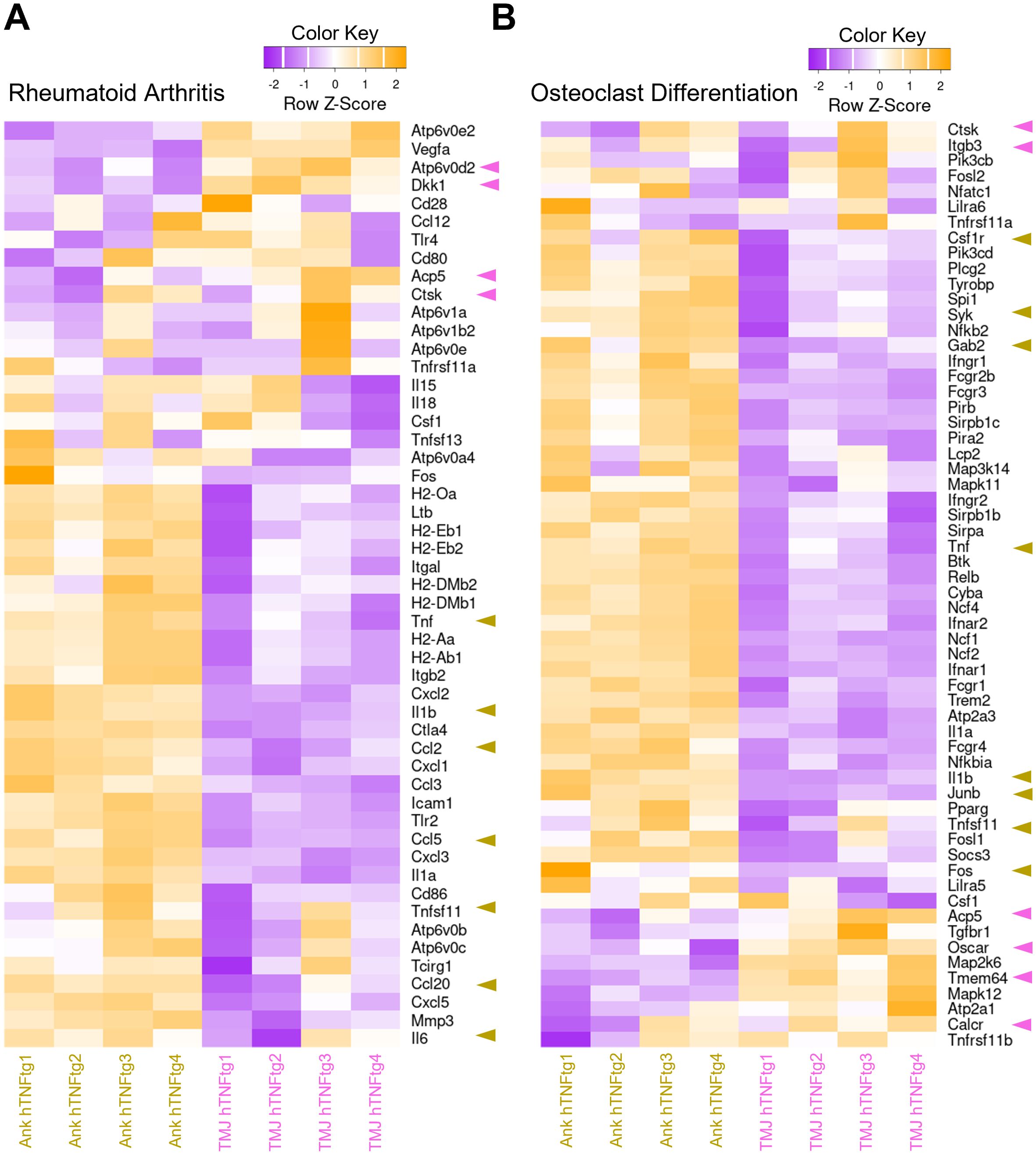Heatmaps displaying gene expression data for Rheumatoid Arthritis (A) and Osteoclast Differentiation (B). Each heatmap shows Row Z-Scores ranging from -2 to 2, with purple representing lower expression and orange higher. Specific genes are listed on the right of each heatmap, and sample labels like Ank.TNFtg1 and TMJ.TNFtg1 are at the bottom. Arrows highlight some genes.