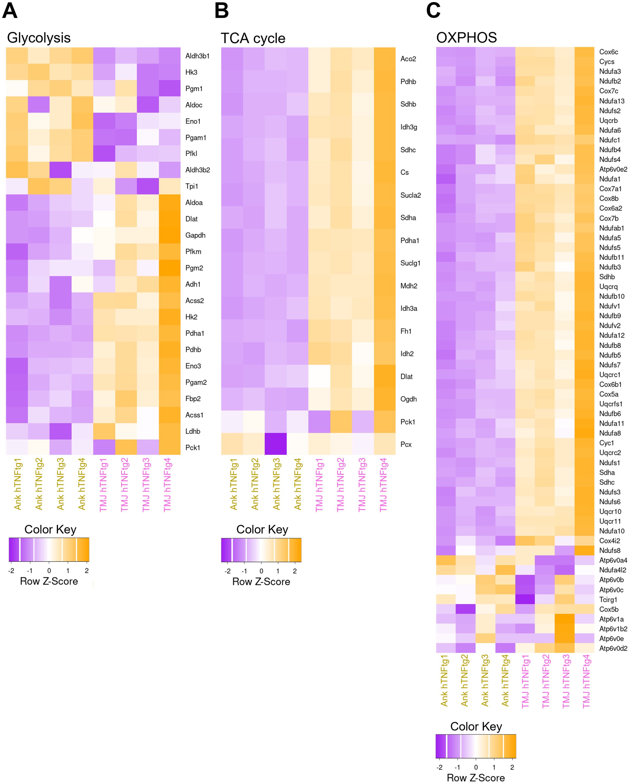 Heatmap showing gene expression in three biochemical pathways: Glycolysis (A), TCA cycle (B), and OXPHOS (C). Rows represent specific genes, with columns indicating different conditions: Ark1 hTNFtg1/2/3 and TMU hTNFtg1/2/3. Colors range from purple (low expression) to orange (high expression), with a color key indicating the row z-score.