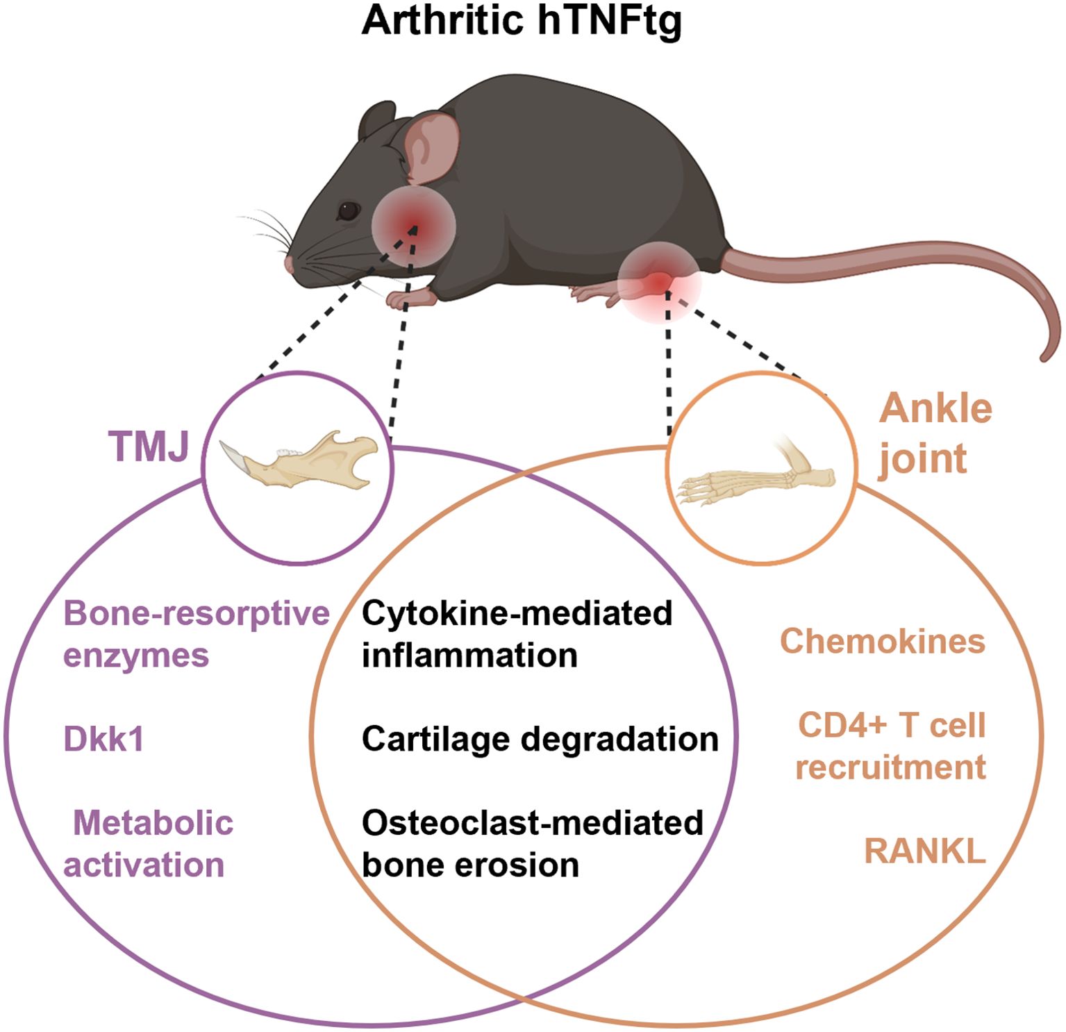 Diagram illustrating an arthritic hTNFtg mouse model with inflamed TMJ and ankle joint. Left highlights TMJ issues like bone-resorptive enzymes, Dkk1, and metabolic dysregulation. Right emphasizes ankle joint markers such as chemokines, CD4+ T cell recruitment, and RANKL. Central shared features include cytokine-mediated inflammation, cartilage degradation, and osteoclast-mediated bone erosion.