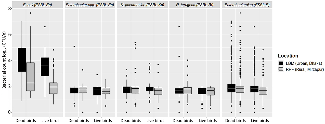 Box plot showing bacterial counts (CFU/g) for different bacteria in dead and live birds. Categories include E. coli, Enterobacter spp., K. pneumoniae, R. terrigena, and Enterobacterales. Two locations are compared: LBM (Urban, Dhaka) and RPF (Rural, Mirzapur). Each box represents data distribution, with higher variation for E. coli and Enterobacterales.