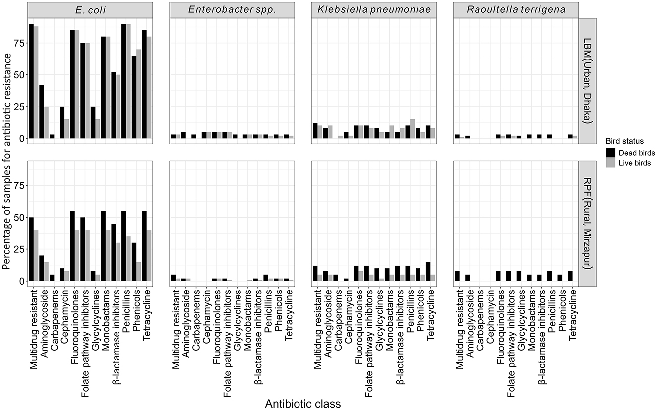 Bar charts display antibiotic resistance percentages for various ESBL-producing Enterobacterales in live and dead birds collected from urban Dhaka and rural Mirzapur. E. coli shows high resistance, especially in samples from urban live bird market and dead birds. Resistance levels for Enterobacter spp., Klebsiella pneumoniae, and Raoultella terrigena are low.