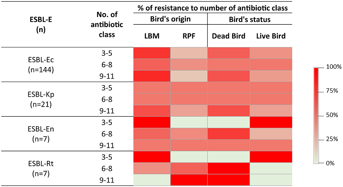 Heatmap displaying the percentage of resistance to number of antibiotic classes in various ESBL-producing bacteria found in dead and live bird's fecal samples collected from urban live bird markets and rural poultry farms. Rows represent bacteria types: ESBL-Ec, ESBL-Kp, ESBL-En, ESBL-Rt. Columns show resistance levels based on bird origin (LBM, RPF) and status (Dead, Live). Color intensity indicates resistance percentage, with darker red signifying higher resistance.