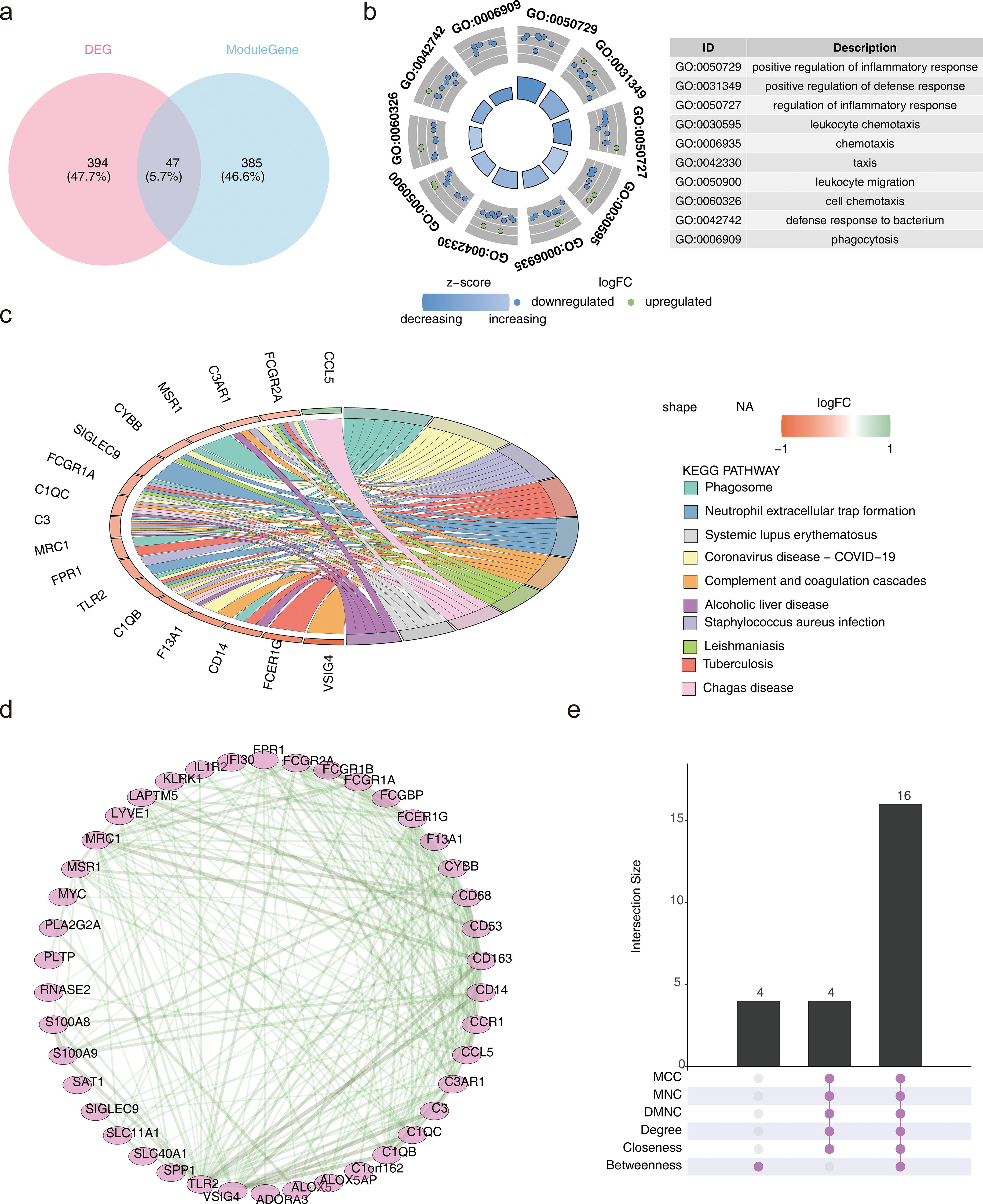 A series of visual data representations: a) A Venn diagram showing overlap between DEG and ModuleGene, highlighting 47 shared genes. b) A circular heatmap with GO terms, showing downregulated and upregulated pathways, accompanied by a descriptive table. c) A circular ribbon plot displaying relationships between genes and KEGG pathways, using varied colors for different pathways. d) A network diagram illustrating gene interactions with nodes and connecting lines. e) A bar graph showing intersection sizes for various metrics such as MCC and MNC, with a focus on a size of 16. Each graphic emphasizes different aspects of gene interaction and regulation.