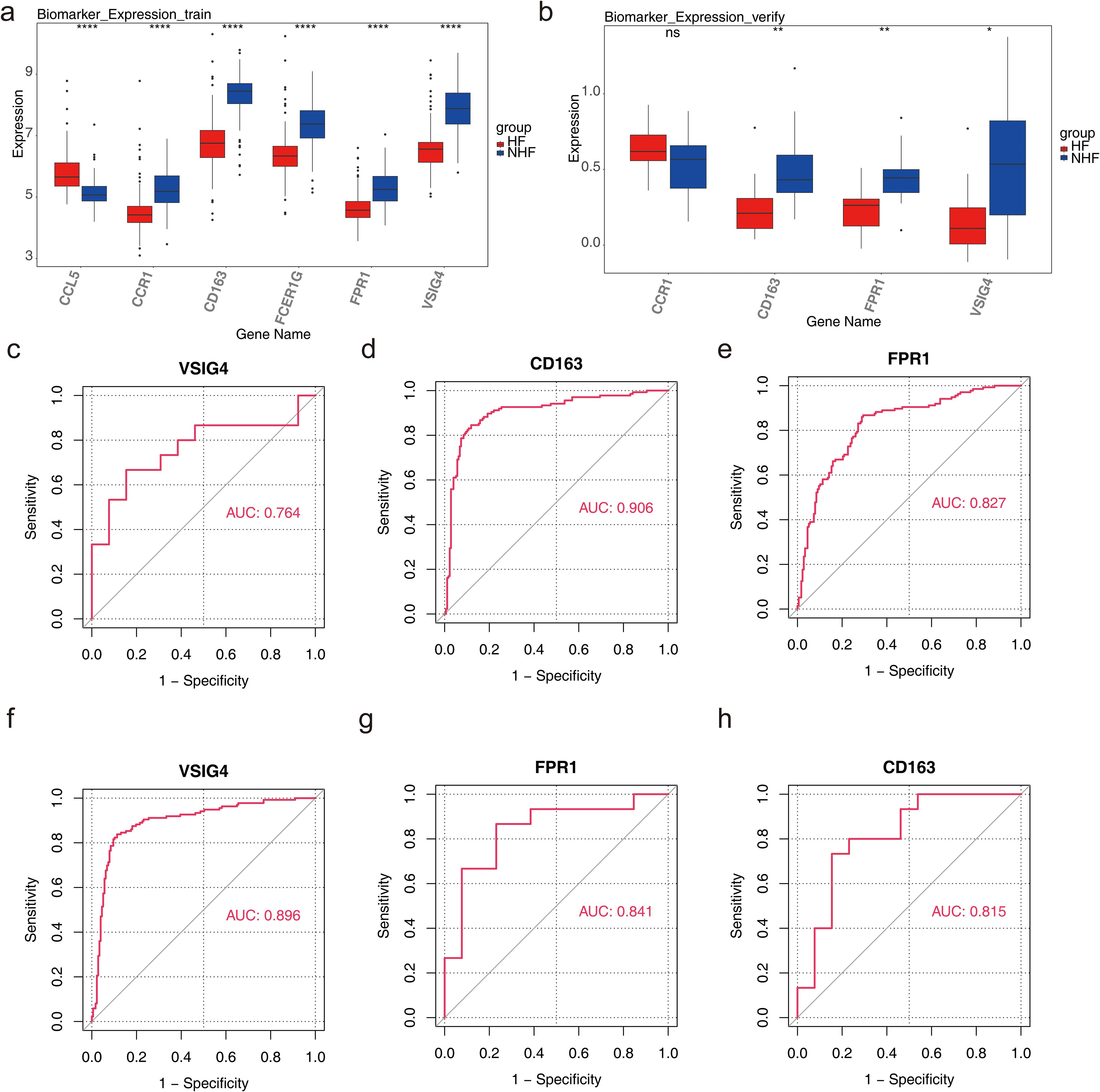 Box plots depict biomarker expression for groups HF and NHF in train (a) and verify (b) datasets, with statistical significance indicated by asterisks. ROC curves for VSIG4 (c, f), CD163 (d, h), and FPR1 (e, g) show performance, displaying AUC values of 0.764, 0.906, 0.827, 0.896, 0.841, and 0.815 respectively.