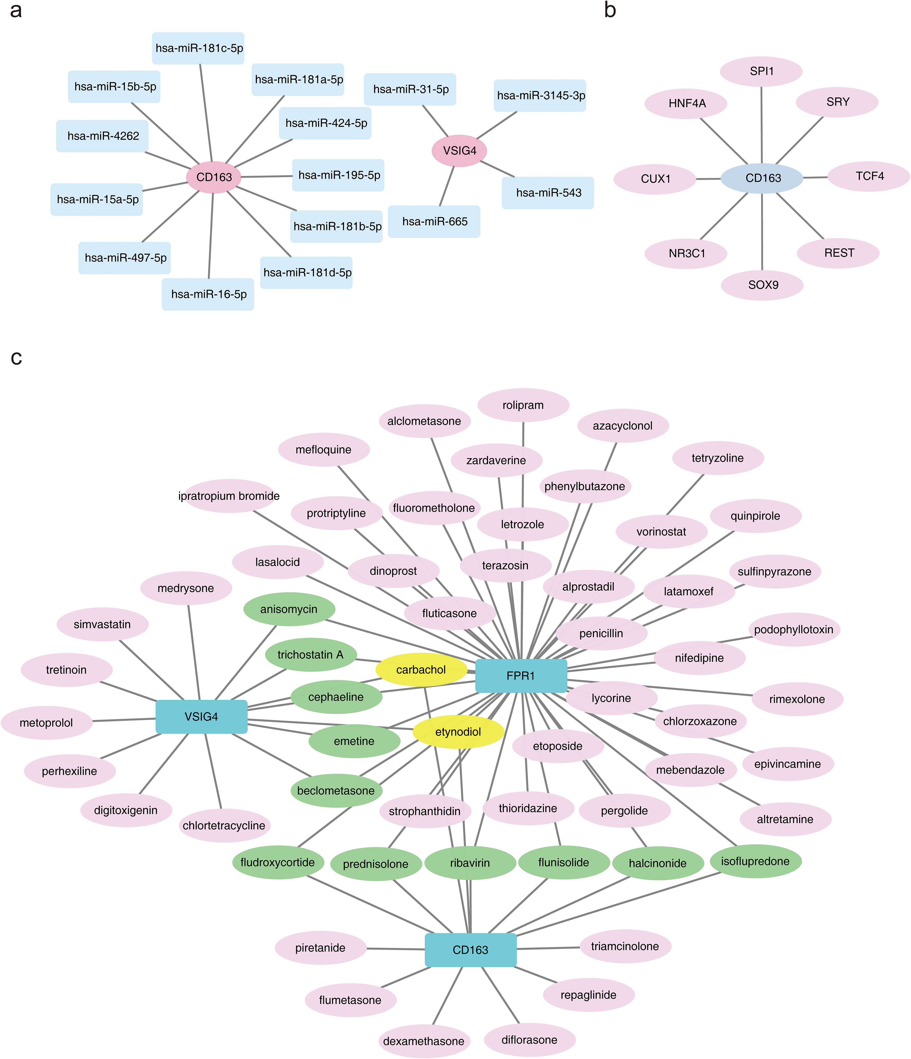 Three network diagrams showing interactions. (a) MicroRNA interactions with CD163 and VSIG4, displaying connections to various hsa-miR identifiers. (b) CD163 linked to several transcription factors, including SPI1, CUX1, and SOX9. (c) Relationships among medications, microRNAs, and proteins VSIG4, FPR1, and CD163, with nodes representing compounds like simvastatin, etoposide, and ribavirin.