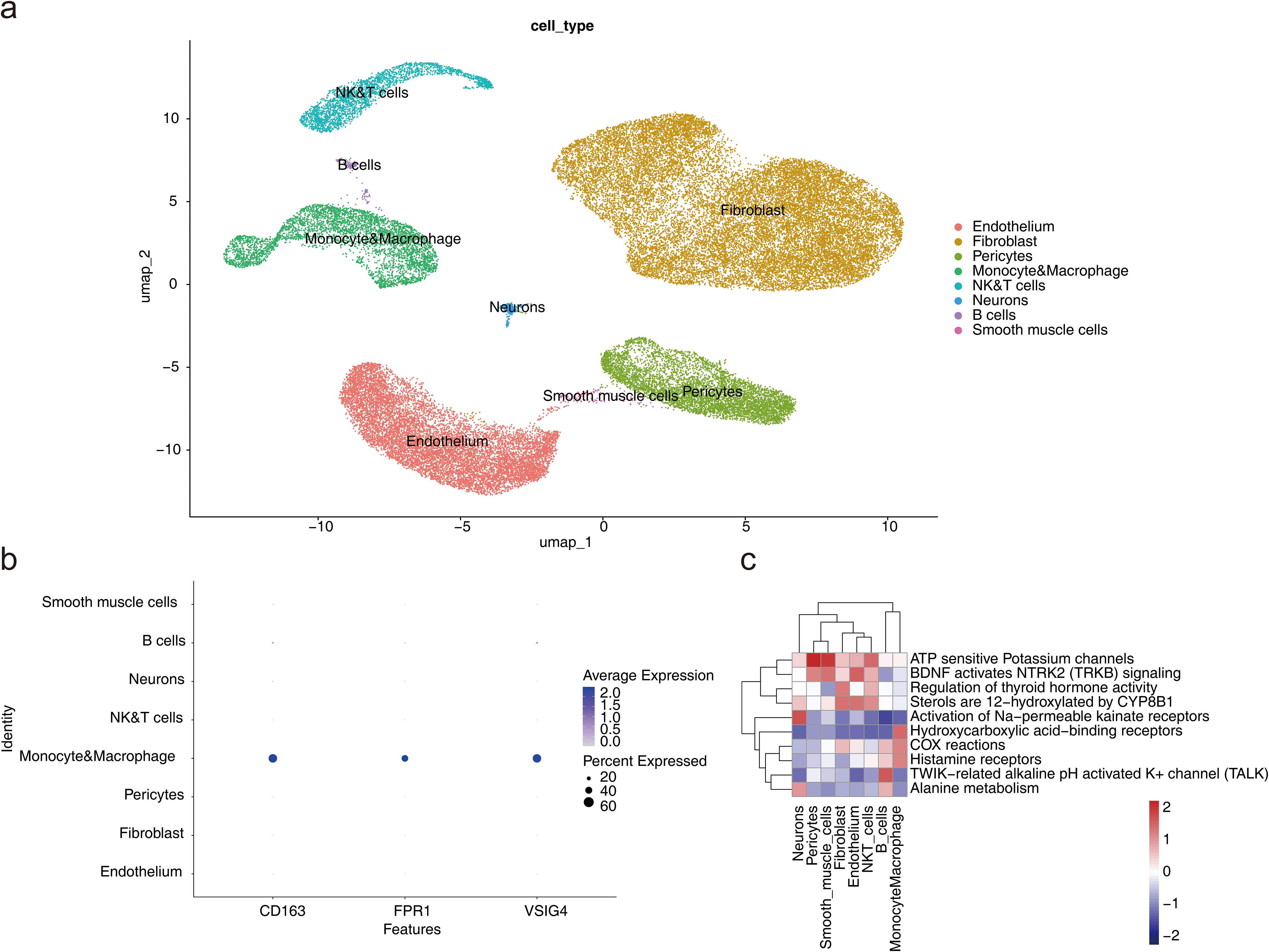 Panel a displays a UMAP plot differentiating cell types by color, including endothelium, fibroblasts, pericytes, monocytes and macrophages, NK and T cells, neurons, B cells, and smooth muscle cells. Panel b is a dot plot showing expression of features CD163, FPR1, and VSIG4 across cell identities, depicted by dot size and color. Panel c is a heatmap illustrating gene expression across cell types with a color gradient from red to blue.