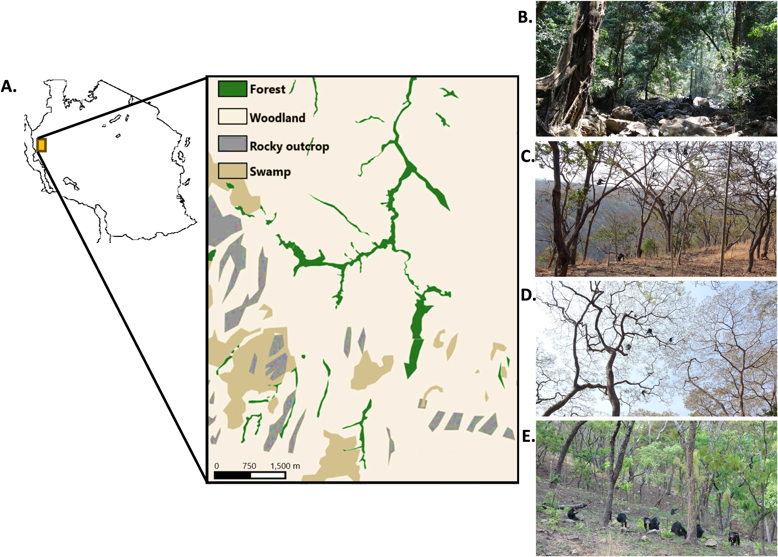 Map of a region highlighting different land covers: forest in green, woodland in beige, rocky outcrop in gray, and swamp in brown. Image B shows a dense forest. Image C displays a dry woodland landscape. Image D depicts bare trees with chimpanzees in the tree. Image E shows chimpanzees on the ground in a wooded area green with fresh regrowth after fires.