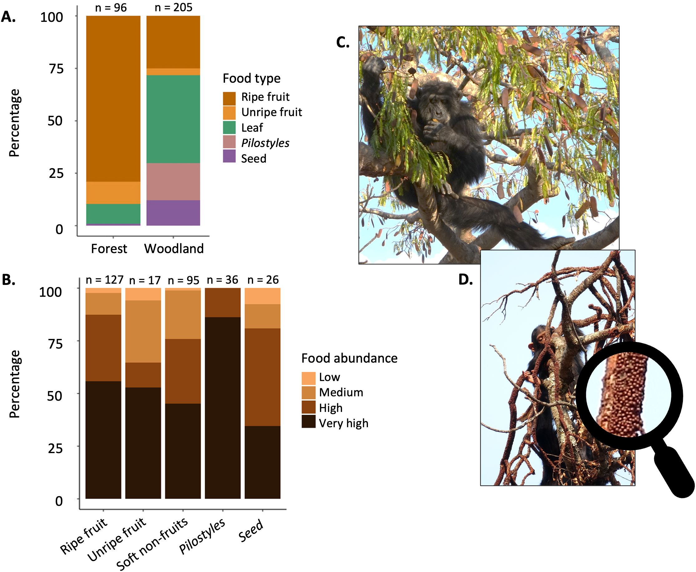 A. Stacked bar chart shows food type percentages in forest and woodland. Forest: mainly ripe fruit. Woodland: more leaves and seeds. B. Barchart illustrates food abundance across different foodtypes, with varying abundance levels from low to very high. C. Chimpanzee eating seeds in a woodland tree. D. Close-up of a tree branch with a fruit found in the woodland (Pilostyles), showing fine details and a chimpanzee in the background.