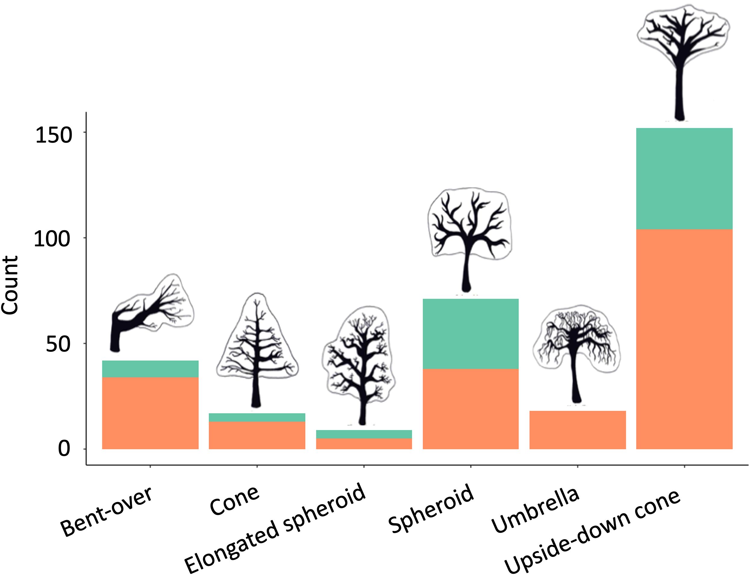 Bar chart depicting tree shape distribution by count. Shapes include bent-over, cone, elongated spheroid, spheroid, umbrella, and upside-down cone.The upside-down cone shows the highest count, while the cone and elongated spheroid show the lowest. Each bar is divided into two colors, orange and green, representing the number of trees in each vegetation type subcategory (woodland and forest, respectively). Illustrations of tree shapes are placed above each bar.