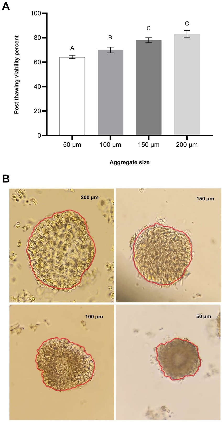 Graph A shows post-thawing viability percentages for different aggregate sizes: 50 µm (60%), 100 µm (near 70%), 150 µm, and 200 µm (near 80% each). Images B display microscopic views of aggregates of sizes 200 µm, 150 µm, 100 µm, and 50 µm, outlined in red, showing their structures.