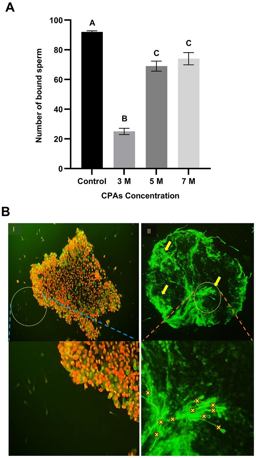 Chart A shows the number of bound sperm decreasing with increasing CPA concentration, marked A, B, and C. Image B features two panels: the left shows clustered orange-red structures, while the right displays a green structure with highlighted areas and arrows.