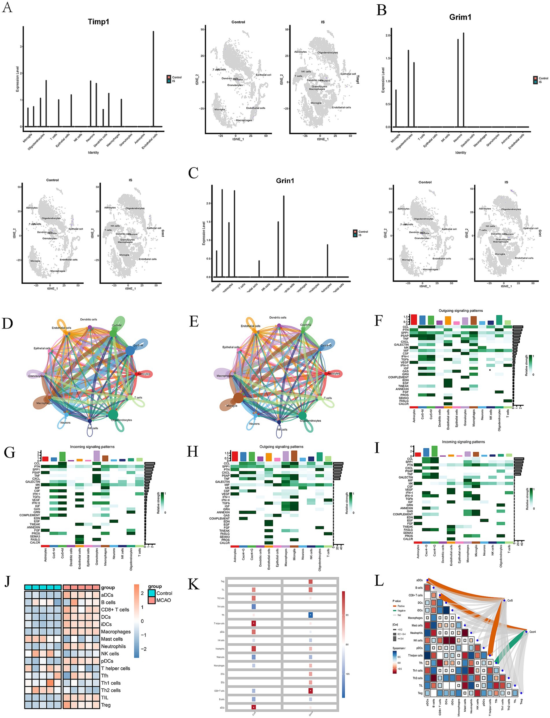 Data visualizations depicting gene expression and signaling patterns. Graphs A, B, and C show Timp1 and Grin1 expression levels in different conditions. D and E are network diagrams of signaling pathways. F, G, H, and I are heatmaps illustrating incoming and outgoing signaling patterns. J is a heatmap comparing groups across different cell types. K is a bar graph of group differences, and L is a network diagram highlighting correlations.