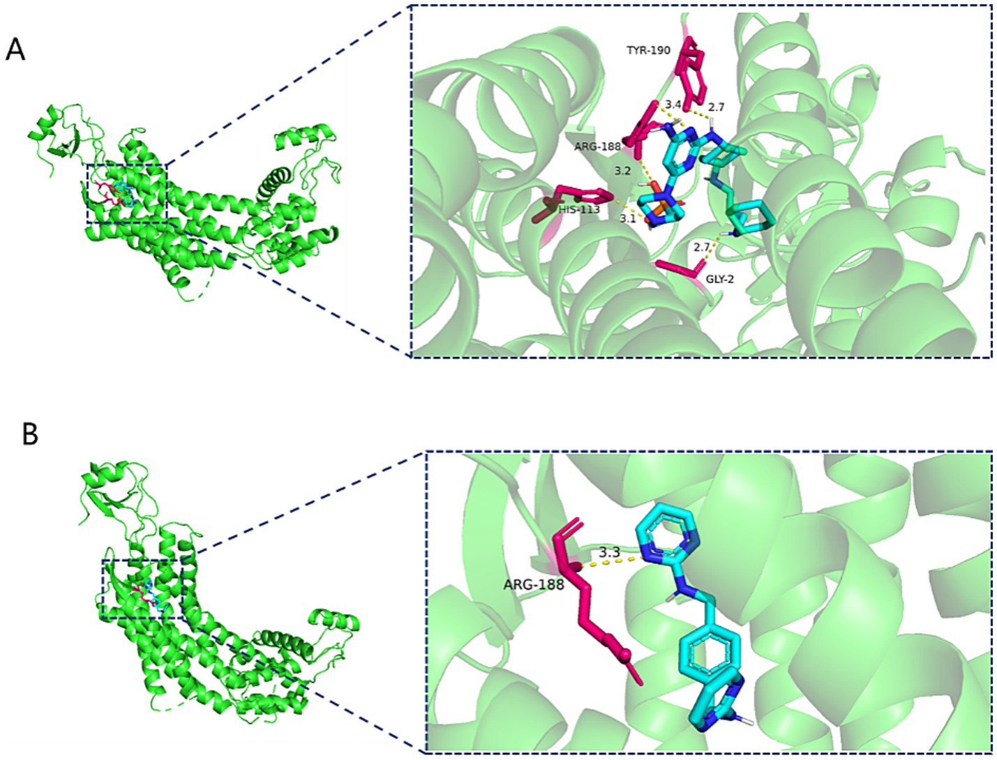 Diagram shows two panels labeled A and B, each depicting a green ribbon model of a protein structure. Both panels include a zoomed-in view. In A, several amino acids are highlighted: ARG 188, TYR 190, HIS 113, and GLY 2 with distances noted, interacting with a blue molecule. In B, ARG 188 interacts with a different blue molecule. The ribbon models are complex and intertwined with colored markers indicating key areas.