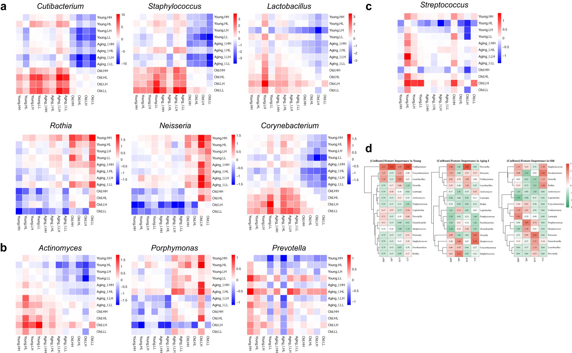 Grouped heatmaps and feature importance plots displaying microbial data. Panels a and b show heatmaps for various bacteria like Cutibacterium and Prevotella, categorized by age and condition. Panel c shows Streptococcus data. Panel d presents CatBoost feature importance in young, aging, and old individuals, highlighting differences in bacterial impact across age groups. Color gradients range from red to blue, indicating varying levels of bacterial presence or influence.