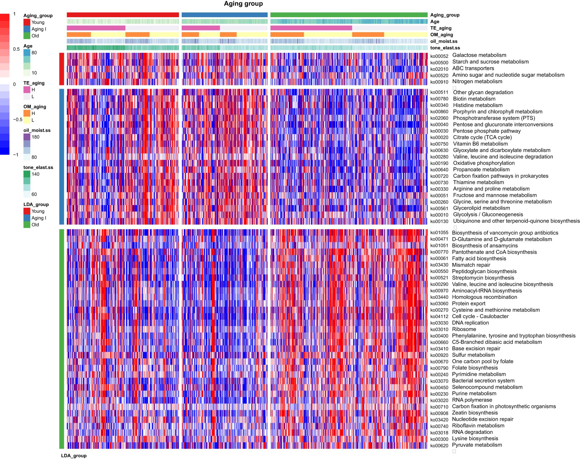 Heatmap visualizing metabolic pathways categorized by aging groups. The columns represent individual samples with color gradients indicating values from high (red) to low (blue). Rows depict various metabolic pathways such as galactose metabolism, starch and sucrose metabolism, and others. Annotations above include aging group, age, and other aging-related metrics. Color bars indicate the aging group classifications: Young, Aging I, and Old.