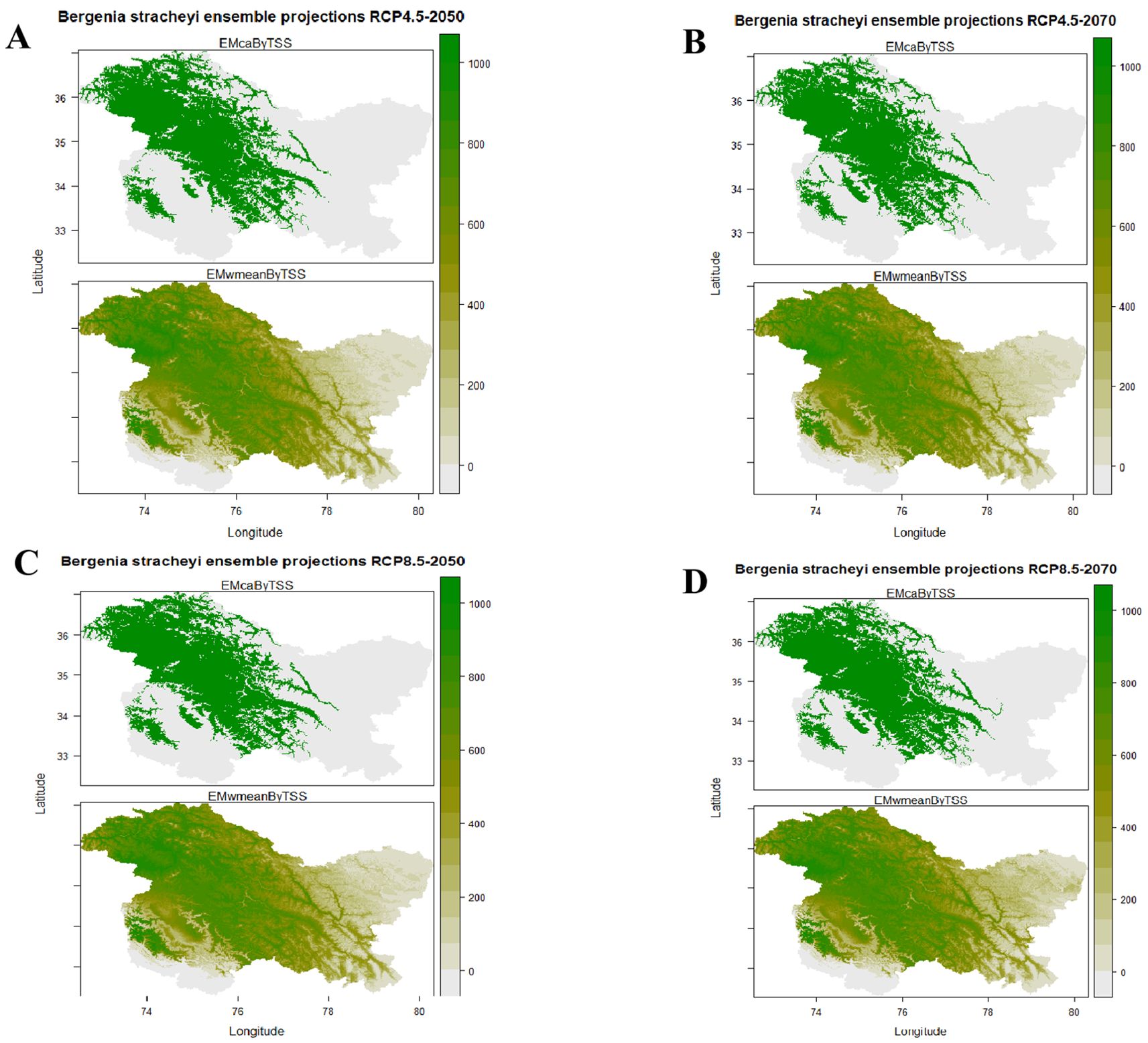 Panels (A) and (B) illustrate ensemble projections for *Bergenia stracheyi* under RCP4.5 for the years 2050 and 2070, respectively. The upper sections display spatial distributions based on the Maximum Entropy Model (EMcabByTSS), while the lower sections present mean estimates (EMwmeanByTSS), with color gradients indicating environmental suitability. Panels (C) and (D) feature projections under RCP8.5 for the same years, following the same layout and modeling methods as the previous panels. The maps depict variations in potential habitats across latitudinal and longitudinal axes, revealing shifts in distributional patterns over time.