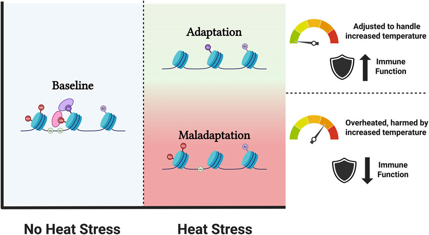 Diagram illustrating responses to heat stress. Left: Baseline with no heat stress shows regular cell structures labeled