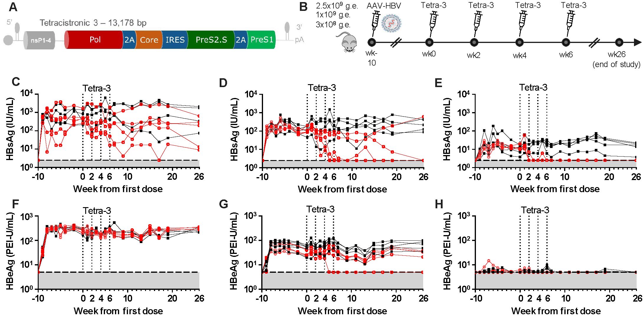 Diagram and graphs illustrating components and effects of a tetracistronic vector (13,178 base pairs) related to hepatitis B antigen levels over 26 weeks. Panels A and B show vector construct and dosing schedule. Panels C to H display graphs of HBsAg and HBeAg levels, measured in IU per mL, following different dosing frequencies, indicating varying antigen responses over time. Black and red lines represent different experimental conditions or groups. Dotted lines mark specific dosing at weeks 0, 2, 4, and 6.