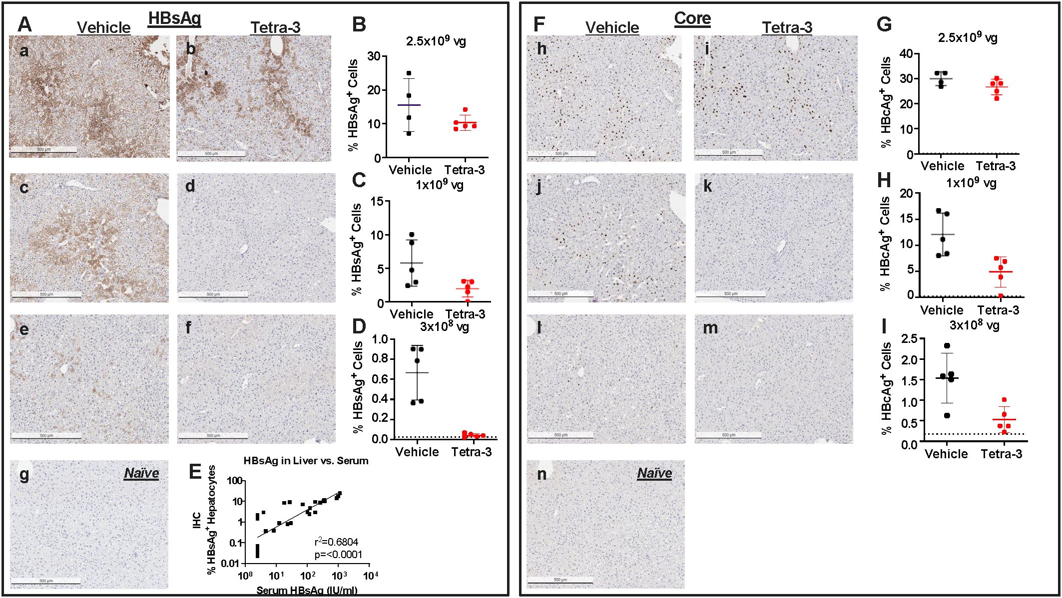 Two panels compare the percentage of HBsAg and HBcAg positive cells in liver tissue. Panel A shows histological images (a-g) stained for HBsAg under different conditions. Corresponding graphs (B-D) indicate a reduction in HBsAg positive cells with Tetra-3 treatment at different vector doses. Panel F shows histological images (h-n) stained for HBcAg. Graphs (G-I) show reduced HBcAg positive cells with Tetra-3 treatment. Image E illustrates a correlation between liver and serum HBsAg levels. Naïve controls in both panels serve as baselines.
