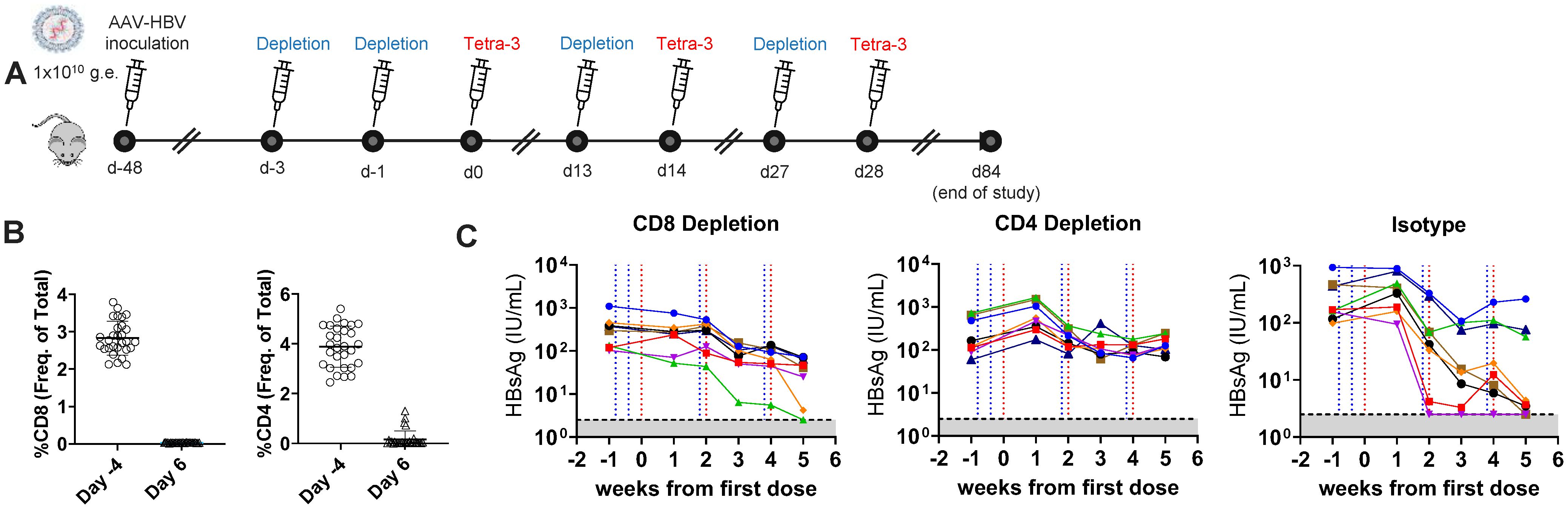 Illustration depicting an experimental timeline and results. Panel A shows a timeline with AAV-HBV inoculation, depletions, and treatments over approximately 84 days. Panel B presents two scatter plots displaying frequencies of CD8 and CD4 cells on different days. Panel C contains three line graphs showing HBsAg levels over time across CD8, CD4, and isotype depletion groups, indicating variable responses.