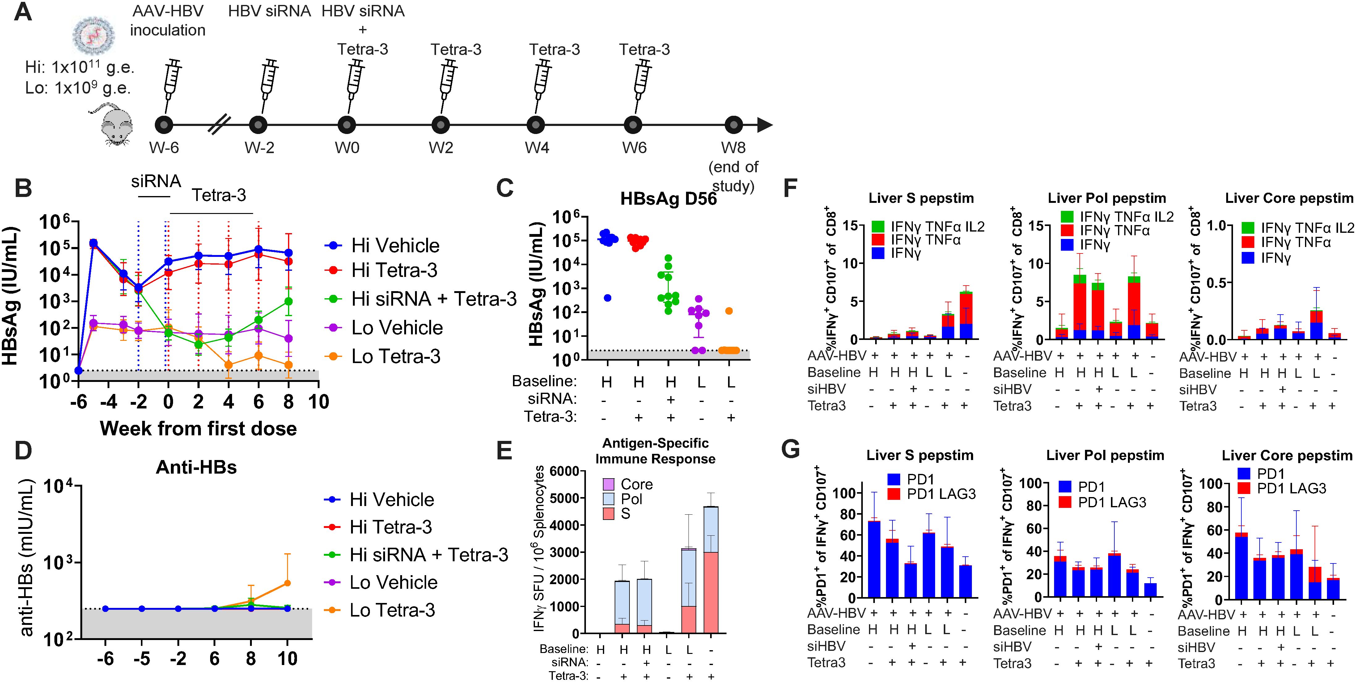 A sequence of charts and diagrams illustrates an experimental study on the effects of various treatments on HBV infection. Panel A shows the timeline and dosing schedule. Panel B presents a line graph of HBsAg levels over time. Panel C is a scatter plot of HBsAg levels at day 56, categorized by treatment groups. Panel D displays a line graph of anti-HBs levels over time. Panel E is a bar graph of antigen-specific immune responses. Panels F and G show bar graphs detailing immune cell responses in different liver pepstim categories. The charts indicate variations in treatment efficacy and immune response.