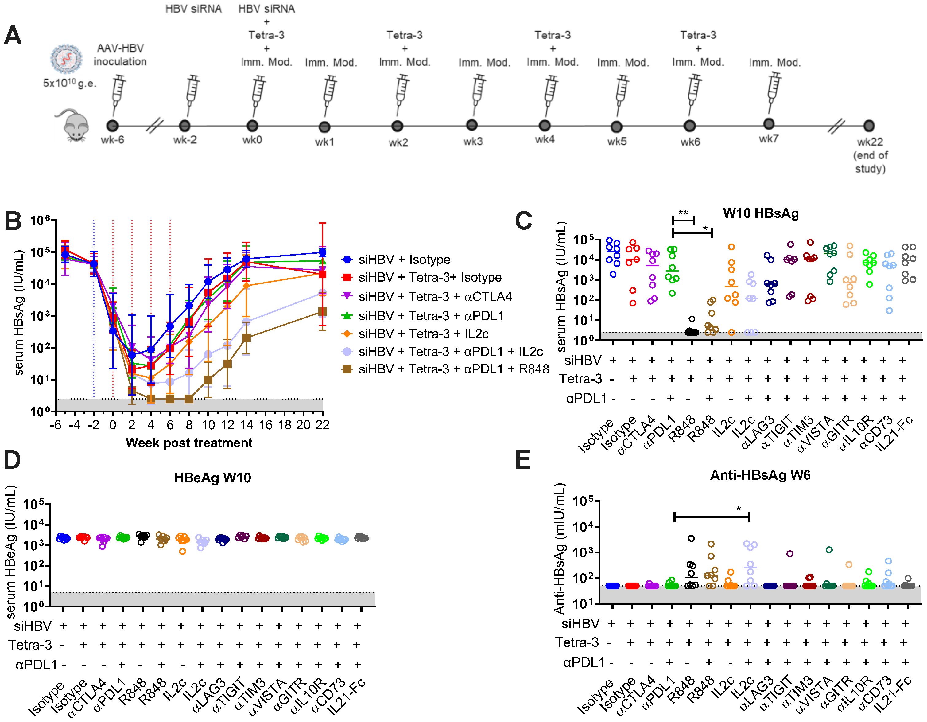 Diagram depicting a study on HBV treatments with panels A-E. Panel A outlines a timeline of treatments using siRNA and immune modulators on mice. Panel B shows a graph of serum HBsAg levels over 22 weeks for different treatment groups, indicating significant reductions in some combinations. Panel C displays a scatter plot of week 10 serum HBsAg levels for various immunomodulatory treatments. Panel D presents serum HBeAg levels at week 10, showing consistent high levels across treatments. Panel E illustrates week 6 anti-HBsAg levels, with elevated responses in some treatments. Overall, the graphs depict the effectiveness of different HBV treatments.