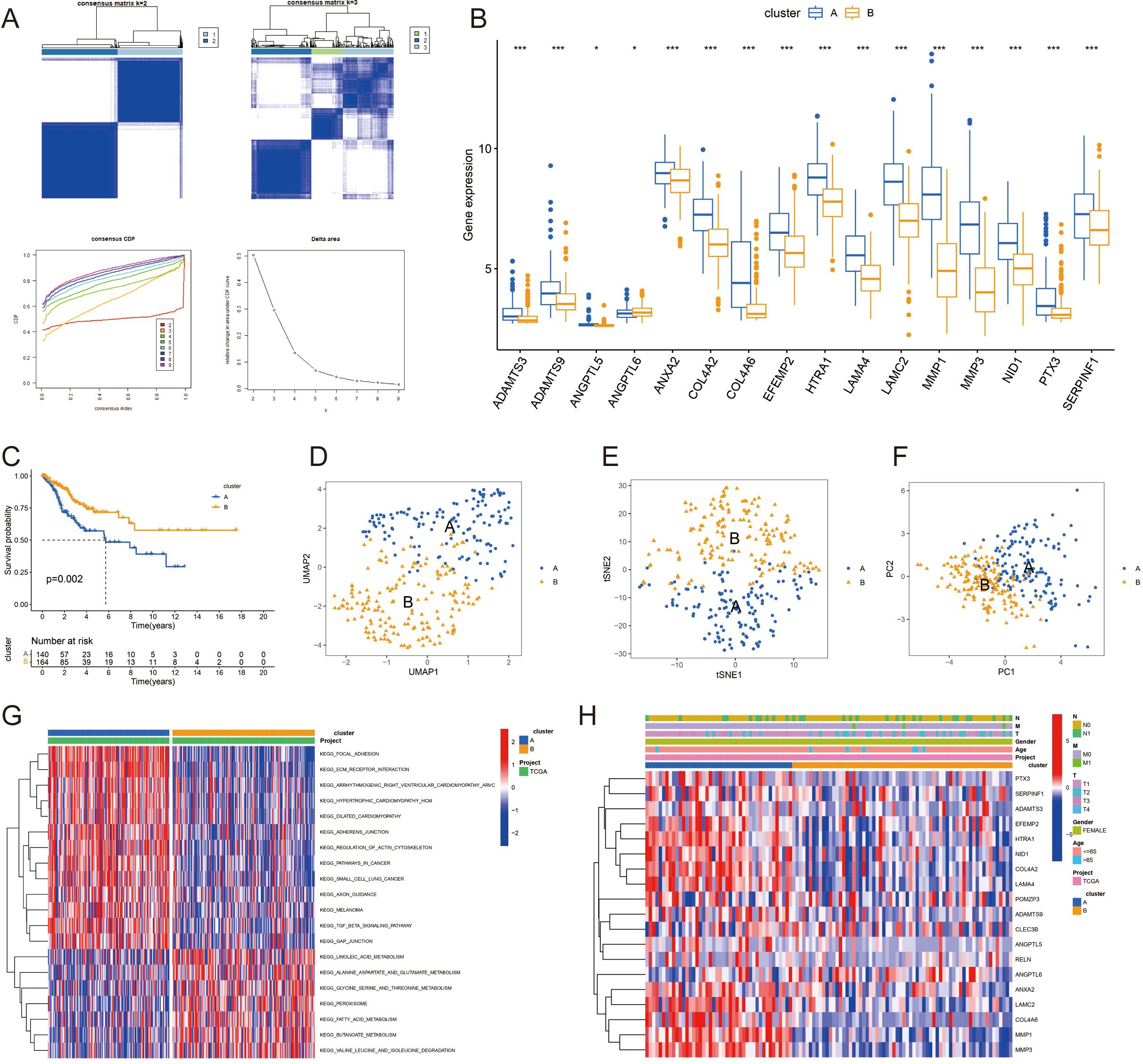 Panel A shows heatmaps and graphs for consensus clustering. Panel B displays a box plot of gene expression for clusters A and B. Panel C presents a Kaplan-Meier survival curve with significant differences between clusters. Panels D, E, and F feature scatter plots of data separation using UMAP, t-SNE, and PCA respectively. Panels G and H show cluster heatmaps with associated annotations.