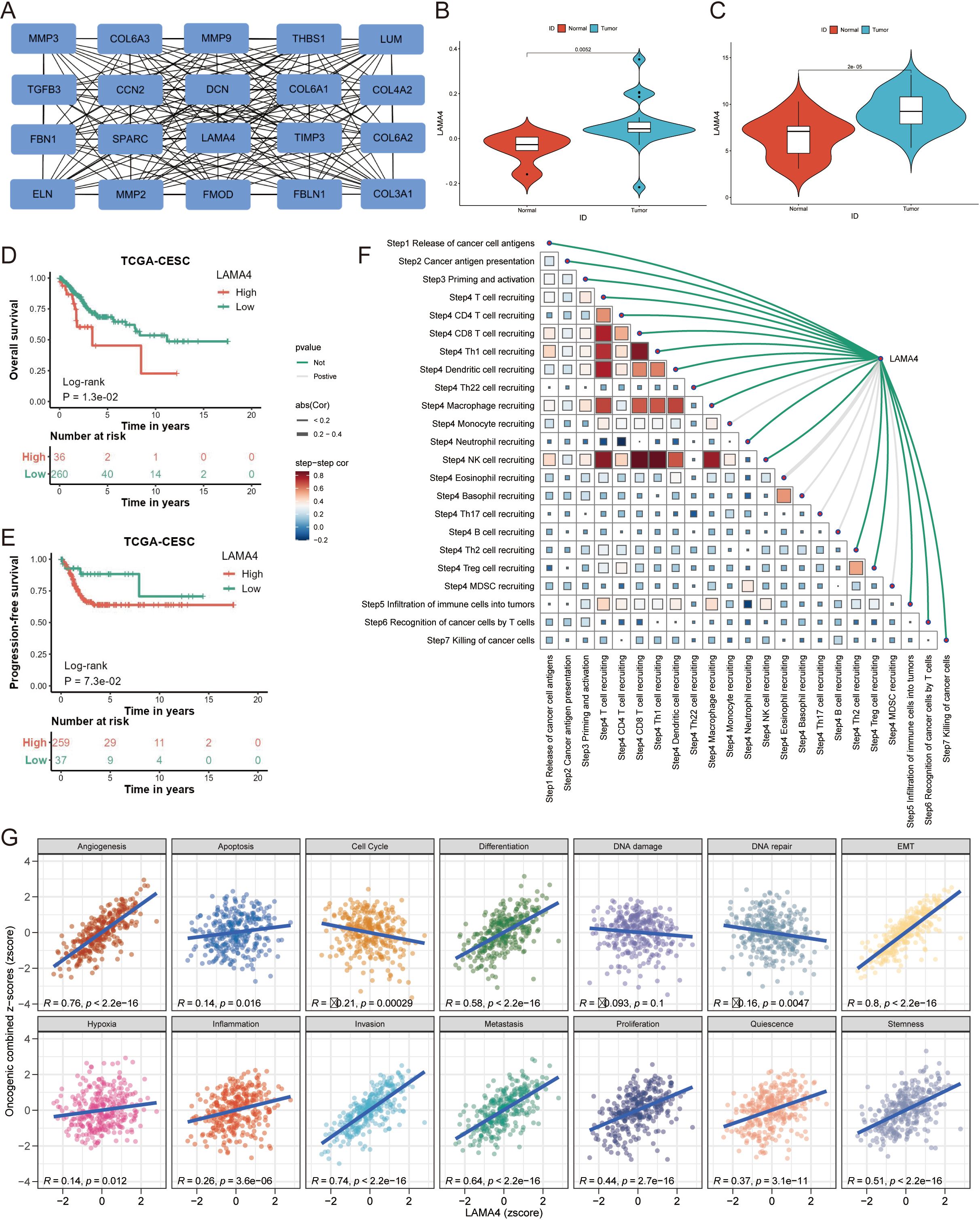 Diagram of seven data visualizations related to cancer research. (A) Shows a gene interaction network. (B-C) Display violin plots comparing gene expression between normal and tumor tissues. (D-E) Present Kaplan-Meier survival curves for overall and progression-free survival, with high versus low expression groups. (F) Features a heat map linking LAMA4 expression to immune cell recruiting steps. (G) Consists of multiple scatter plots correlating LAMA4 expression with various oncogenic pathways, displaying correlation coefficients and significance levels.