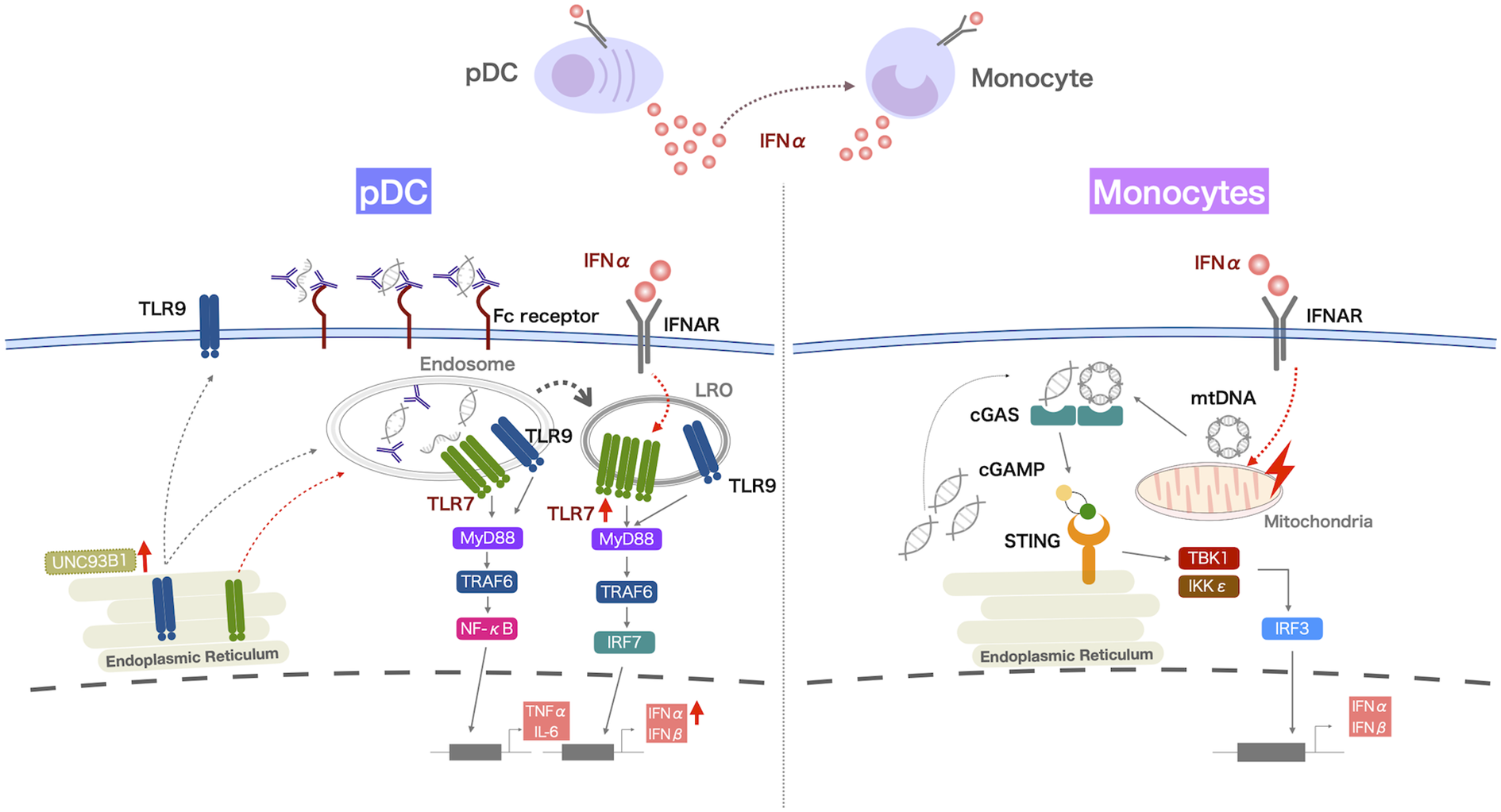 Diagram showing the signaling pathways in plasmacytoid dendritic cells (pDC) and monocytes. On the left, pDCs activate through TLR9, Fc receptors, endosomes, and other components like MyD88, TRAF6, and IRF7, leading to cytokine production. On the right, monocytes feature pathways involving mtDNA, cGAS, STING, TBK1, and IRF3, also resulting in cytokine release. Both sections highlight the response mechanism to IFN-alpha.