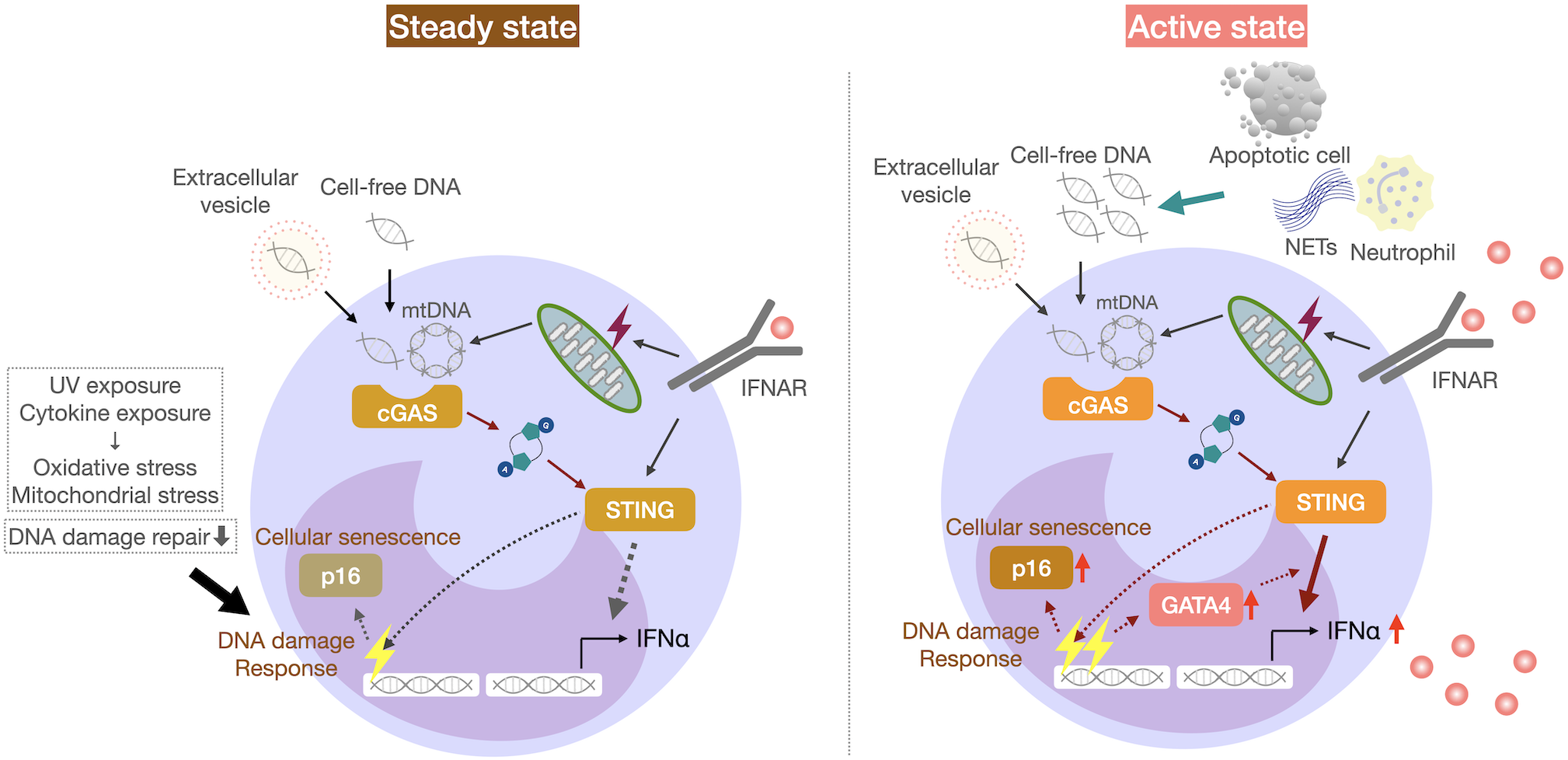 Diagram showing cellular responses to stress in steady and active states. In the steady state, DNA damage leads to mitochondrial stress and cGAS-STING pathway activation, causing senescence. In the active state, apoptotic cells and neutrophils increase cell-free DNA, further activating cGAS-STING, and involving GATA4, enhancing cellular senescence and interferon production. 箭otes elements like extracellular vesicles, cytokine exposure, and the role of p16.