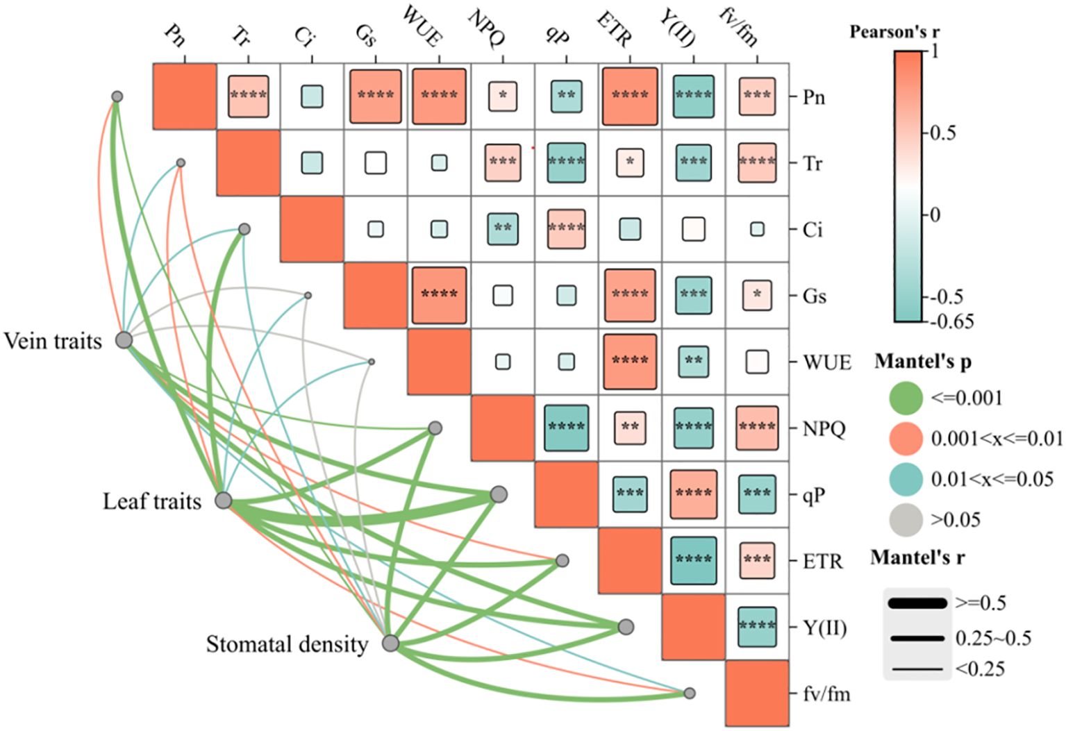 Correlation matrix displays relationships between various plant traits such as Pn, Tr, Ci, Gs, WUE, NPQ, qP, ETR, Y(II), and fv/fm. Colors represent Pearson's r values, ranging from red for positive to blue for negative correlations. Significance levels are marked with asterisks. Mantel's p-values are shown with colored circles and lines indicating relationships between vein traits, leaf traits, and stomatal density.