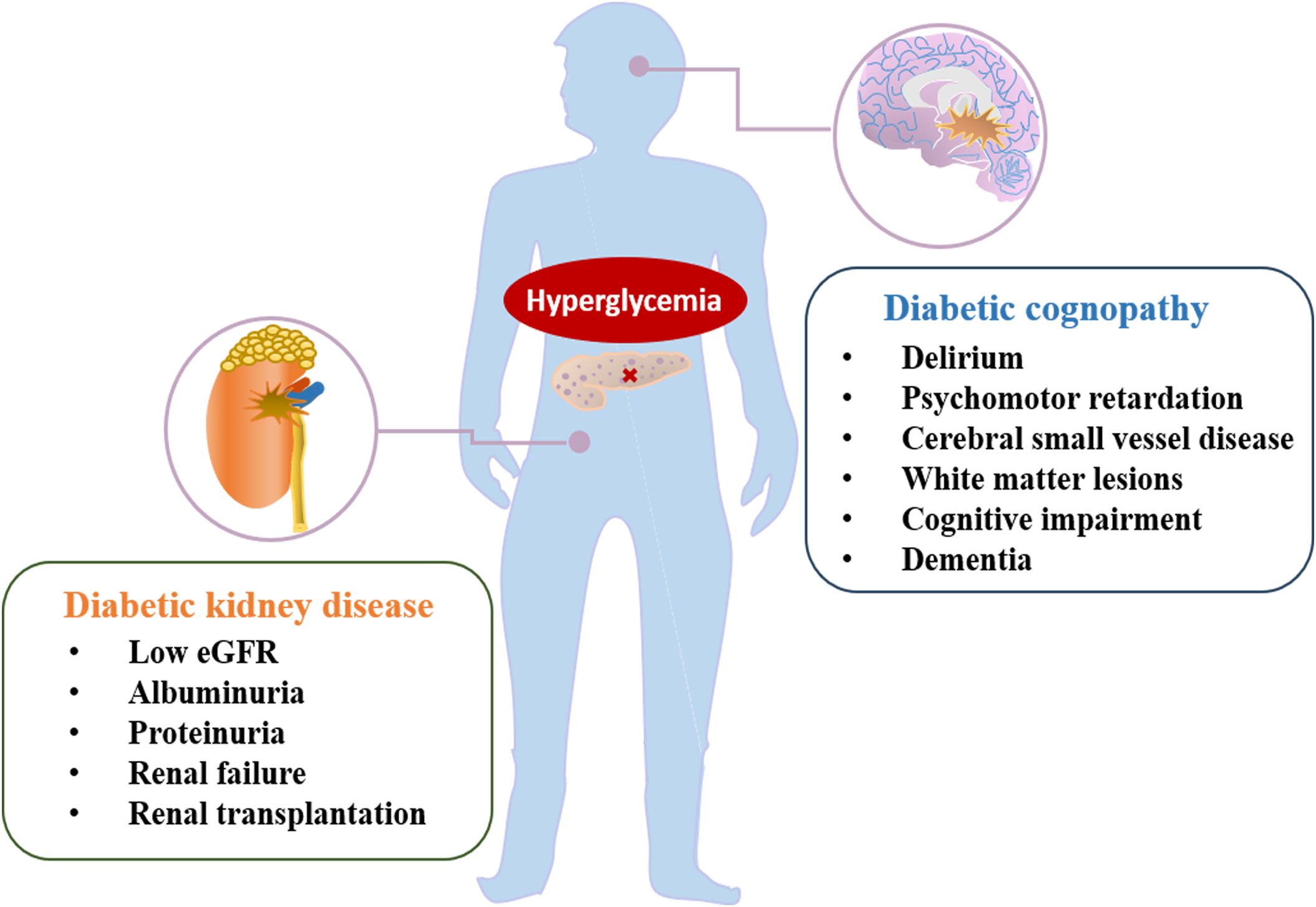 Diagram showing effects of hyperglycemia on kidneys and brain. Left: Diabetic kidney disease includes low eGFR, albuminuria, proteinuria, renal failure, renal transplantation. Right: Diabetic cognopathy includes delirium, psychomotor retardation, cerebral small vessel disease, white matter lesions, cognitive impairment, dementia.
