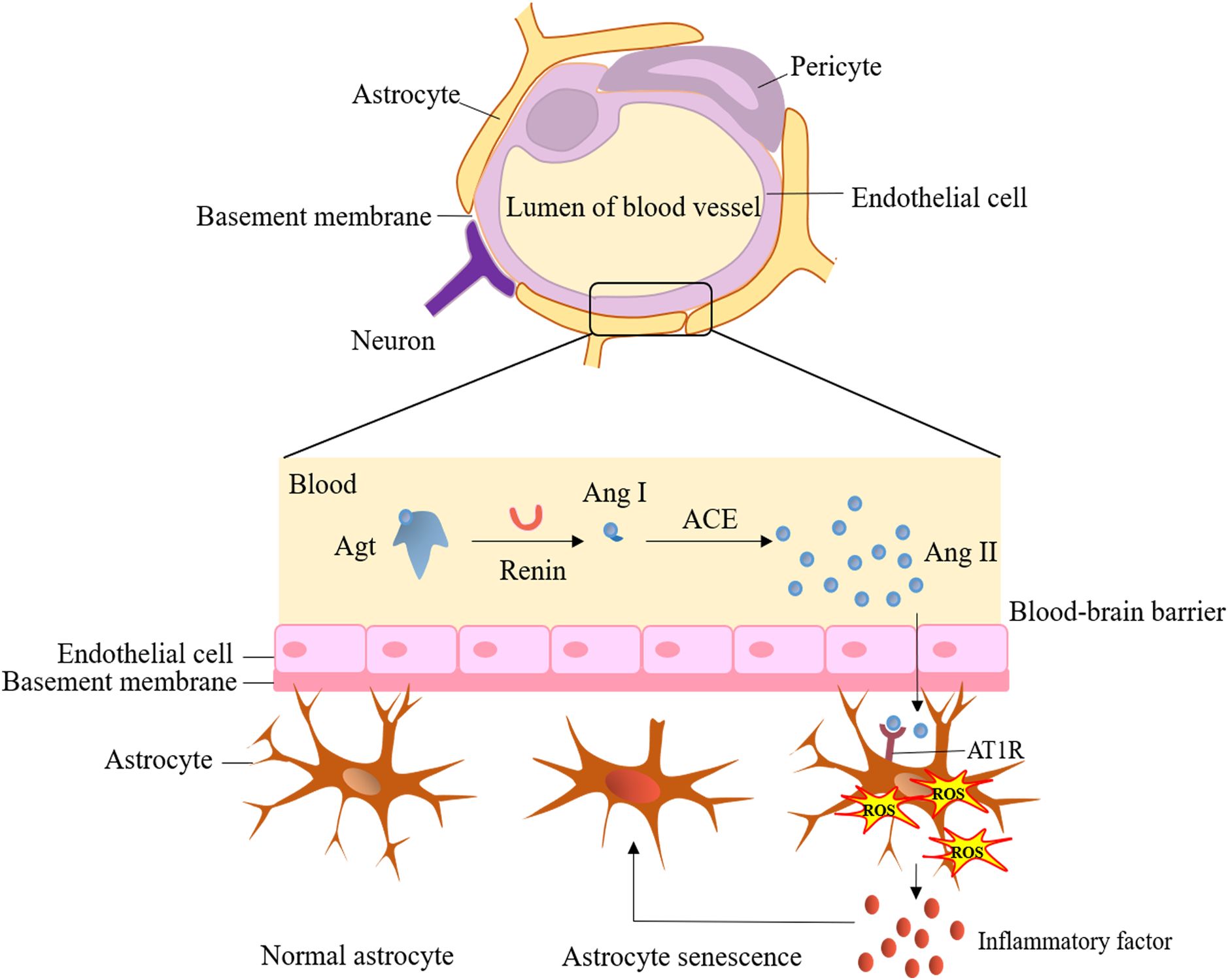 Diagram illustrating the blood-brain barrier's interaction with astrocytes. The top section shows a blood vessel surrounded by astrocytes, pericytes, and neurons. Below, it depicts the renin-angiotensin system, with Angiotensin I converting to Angiotensin II (Ang I to Ang II) via ACE (Angiotensin-Converting Enzyme) within the blood. The process affects the blood-brain barrier, leading to astrocyte senescence and the release of reactive oxygen species (ROS) and inflammatory factors. Normal astrocytes and their altered states are shown. Labels identify key components like endothelial cells, basement membrane, ACE, AT1R receptor, and inflammatory factors.