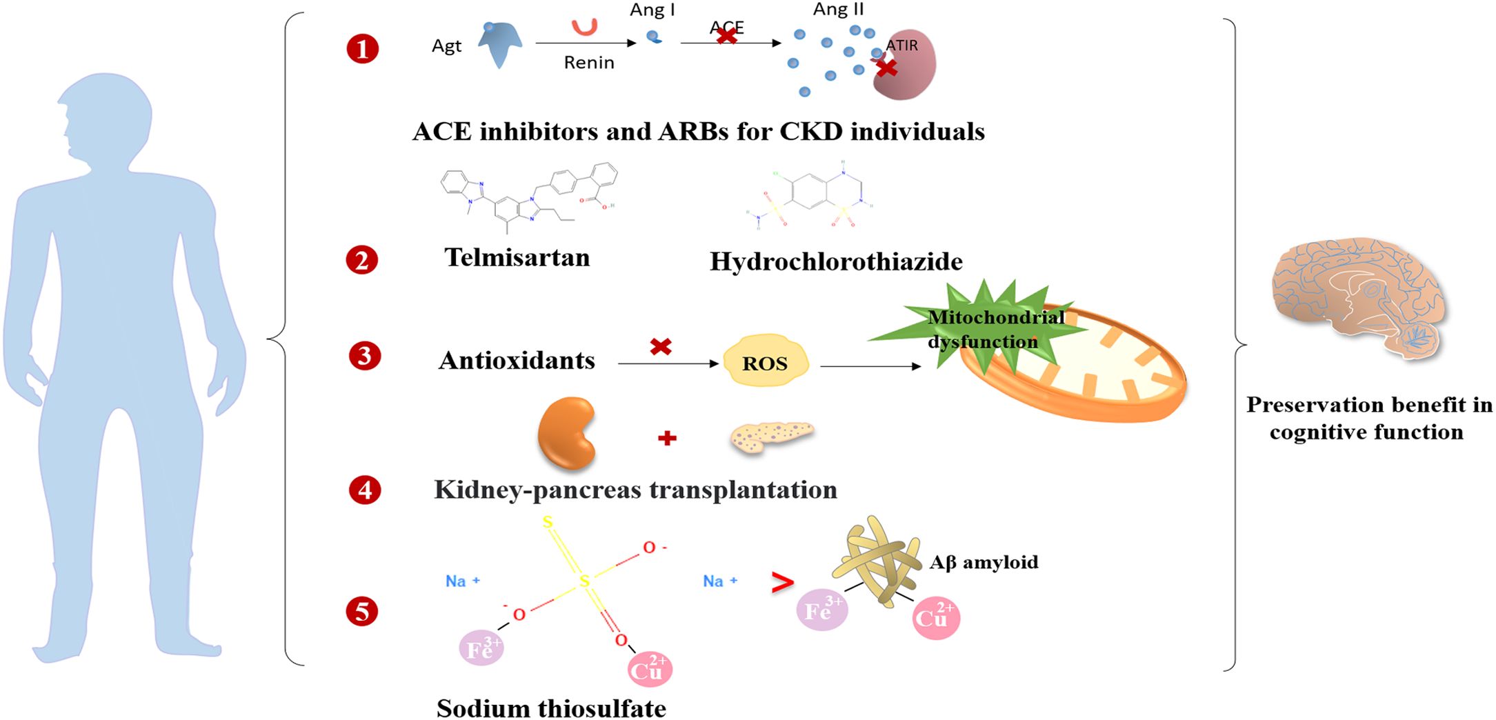 Diagram illustrating treatments for chronic kidney disease (CKD) preserving cognitive function. Five sections: 1) ACE inhibitors/ARBs, 2) Telmisartan and Hydrochlorothiazide, 3) Antioxidants reducing ROS and mitochondrial dysfunction, 4) Kidney-pancreas transplantation, 5) Sodium thiosulfate reducing metal ions and amyloid. Each step shows potential cognitive benefits.