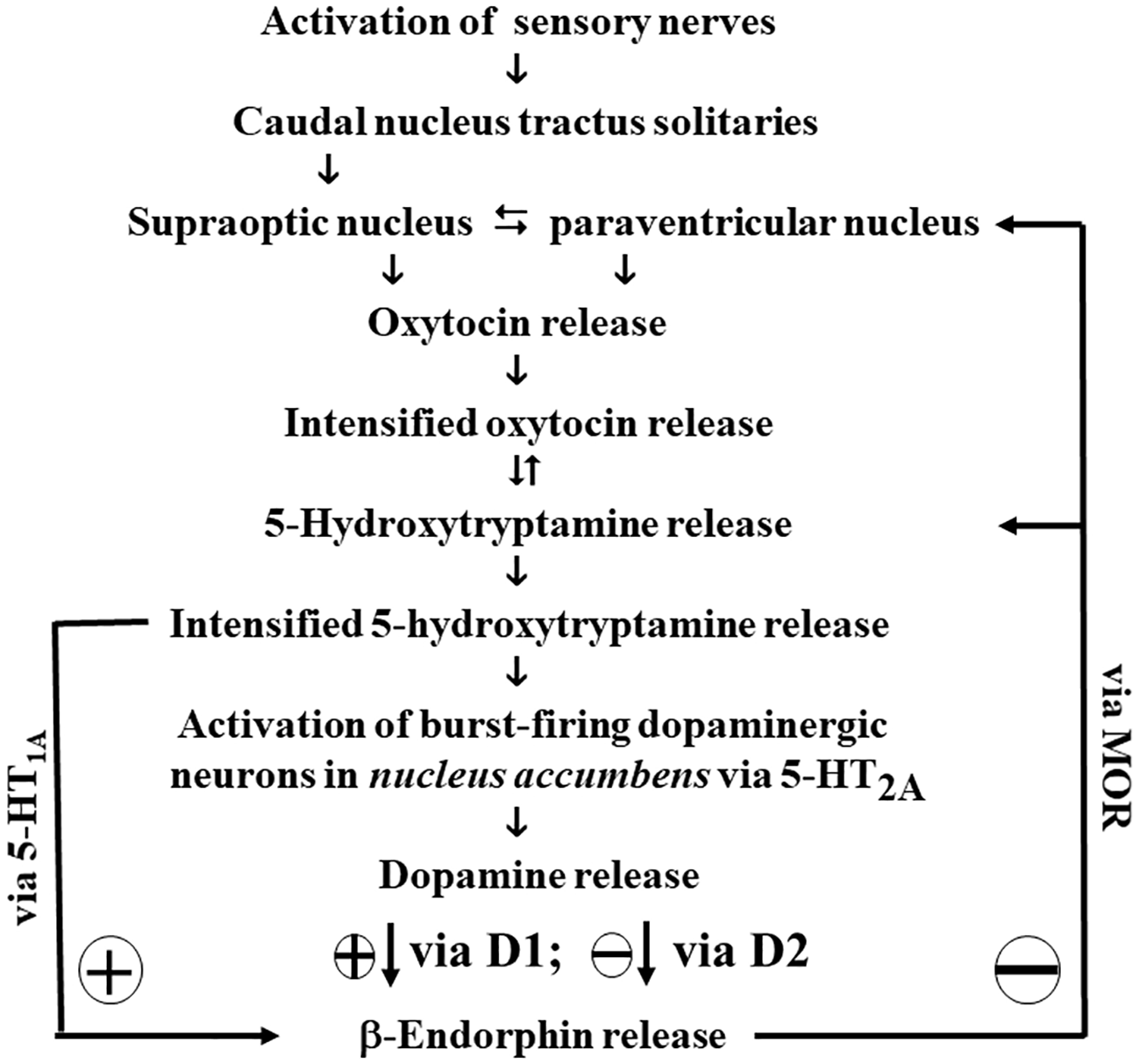 Flowchart illustrating the neurochemical pathway starting with sensory nerve activation, leading to the release of oxytocin, serotonin, and dopamine. This cycle involves the supraoptic and paraventricular nuclei, with influences from 5-HT1A, D1, D2 receptors, and MOR, culminating in beta-endorphin release.