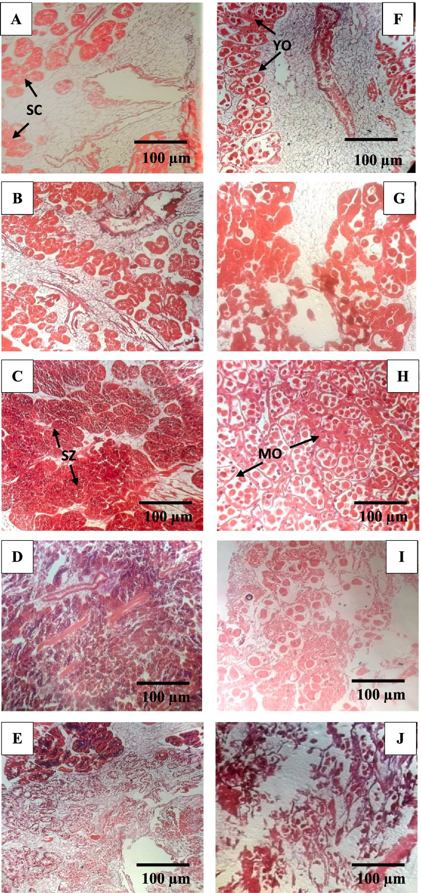 Panels A to J display histological cross-sections of tissue under a microscope at 100 micrometer scale. Each panel highlights different tissue structures, indicated by labels like SC, YO, SZ, and MO. The images show varying cellular and tissue arrangements, useful for microscopic analysis and comparison.