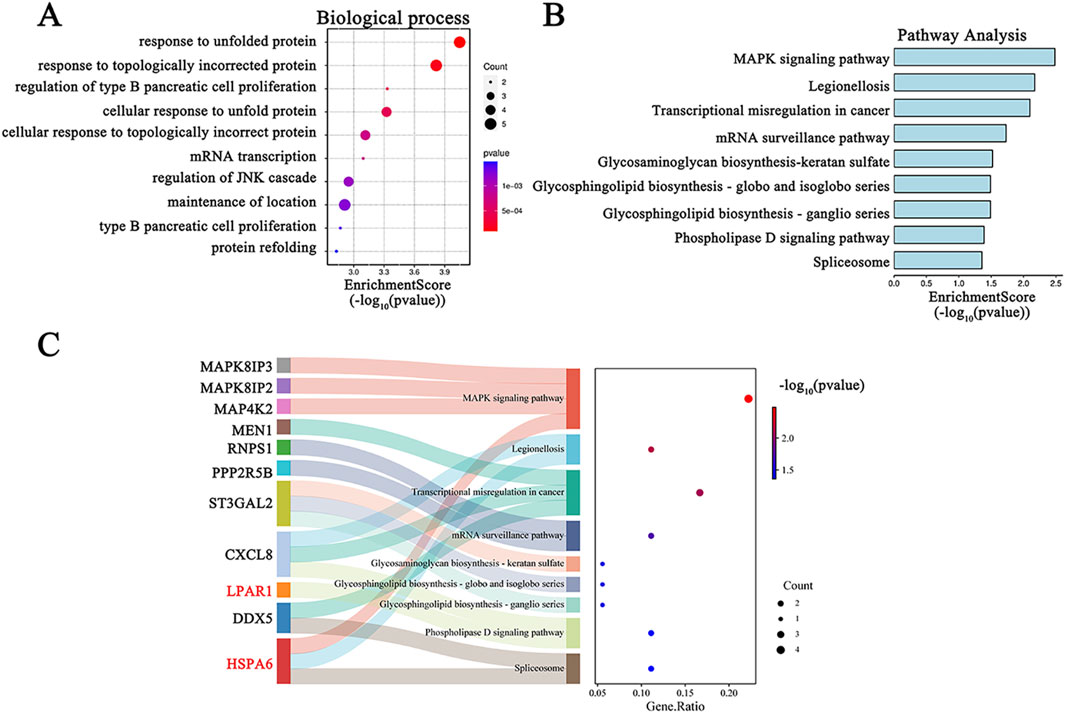 Figure A shows a dot plot of enriched biological processes with varying dot sizes indicating counts and colors representing p-values. Figure B presents a bar chart of pathway analysis, highlighting pathways with enrichment scores. Figure C features a Sankey diagram linking genes to pathways and a scatter plot depicting gene ratios and p-values with varying dot sizes indicating counts.