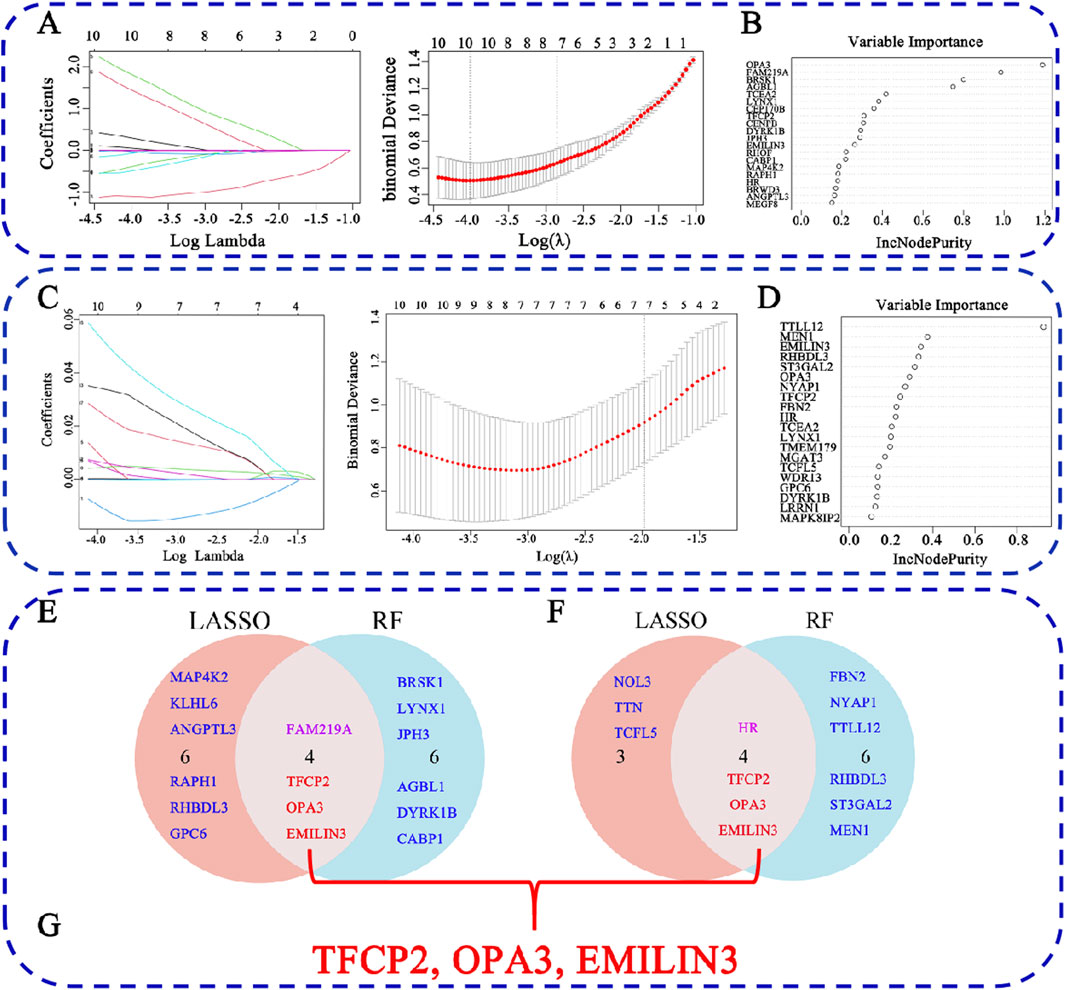 Graphs and diagrams illustrating statistical analysis and variable selection. Panels A and C show LASSO regression plots with coefficients versus log lambda and binomial deviance. Panels B and D display variable importance using IncNodePurity. Panels E and F present Venn diagrams comparing LASSO and RF models, highlighting selected genes. Panel G emphasizes three common genes: TFCP2, OPA3, and EMILIN3.
