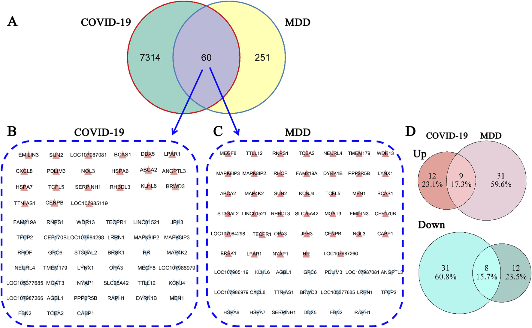 Venn diagrams and gene lists compare COVID-19 and MDD. Panel A shows overlapping genes: 7314 unique to COVID-19, 251 unique to MDD, and 60 shared. Panels B and C list specific genes for COVID-19 and MDD. Panel D shows upregulated and downregulated gene overlaps: 23.1% and 59.6% unique upregulated genes for COVID-19 and MDD, respectively, 17.3% overlap; 60.8% and 23.5% unique downregulated genes, 15.7% overlap.