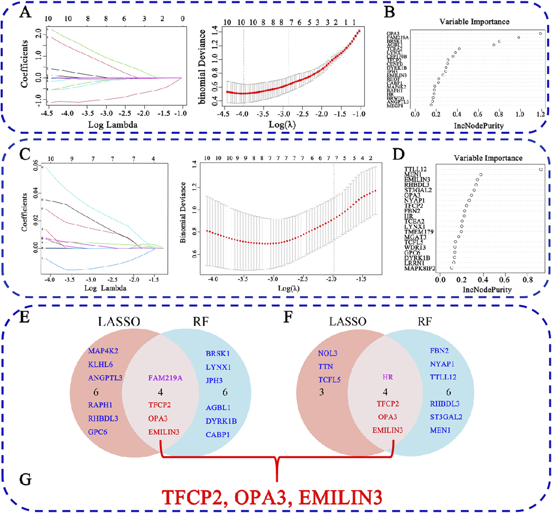 Graphs and diagrams illustrating statistical analysis and variable selection. Panels A and C show LASSO regression plots with coefficients versus log lambda and binomial deviance. Panels B and D display variable importance using IncNodePurity. Panels E and F present Venn diagrams comparing LASSO and RF models, highlighting selected genes. Panel G emphasizes three common genes: TFCP2, OPA3, and EMILIN3.
