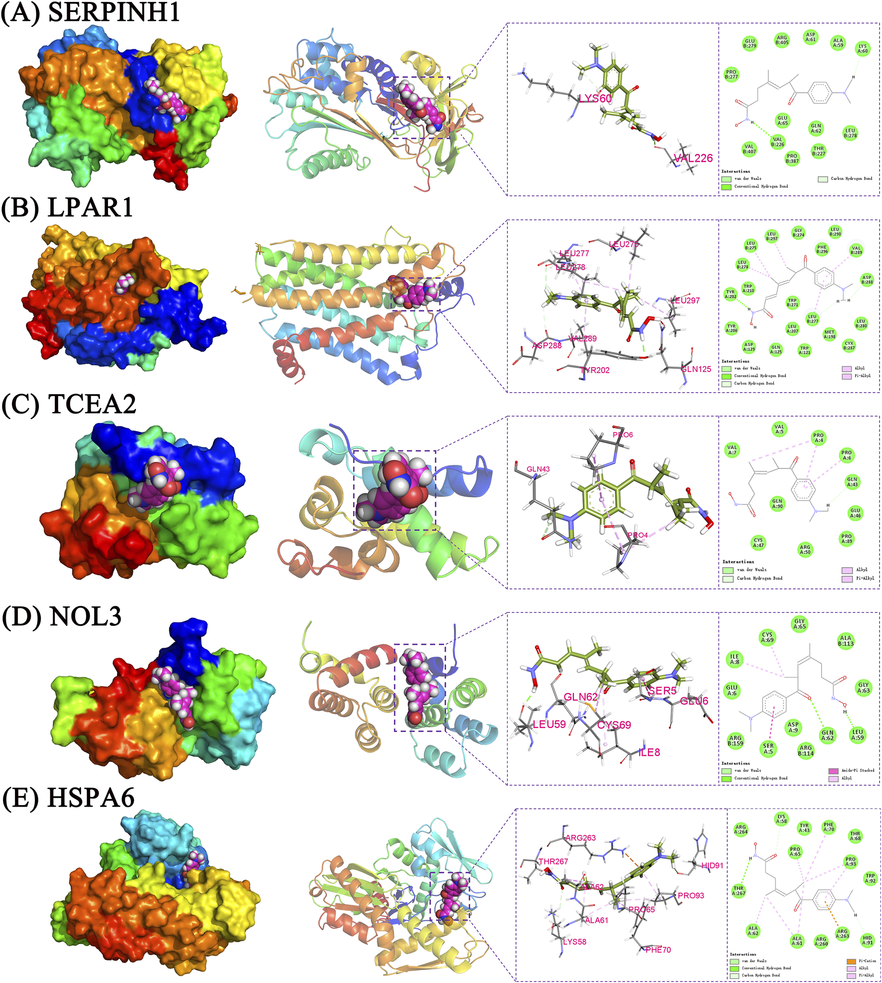 Five protein structures (A-E) represented in molecular models with highlighted binding sites and interaction details. Each is accompanied by diagrams showing amino acid interactions and ligand binding patterns, labeled as follows: (A) SERPINH1, (B) LPAR1, (C) TCEA2, (D) NOL3, (E) HSPA6. The color-coded details illustrate specific binding interactions and structural features of each protein-ligand complex.