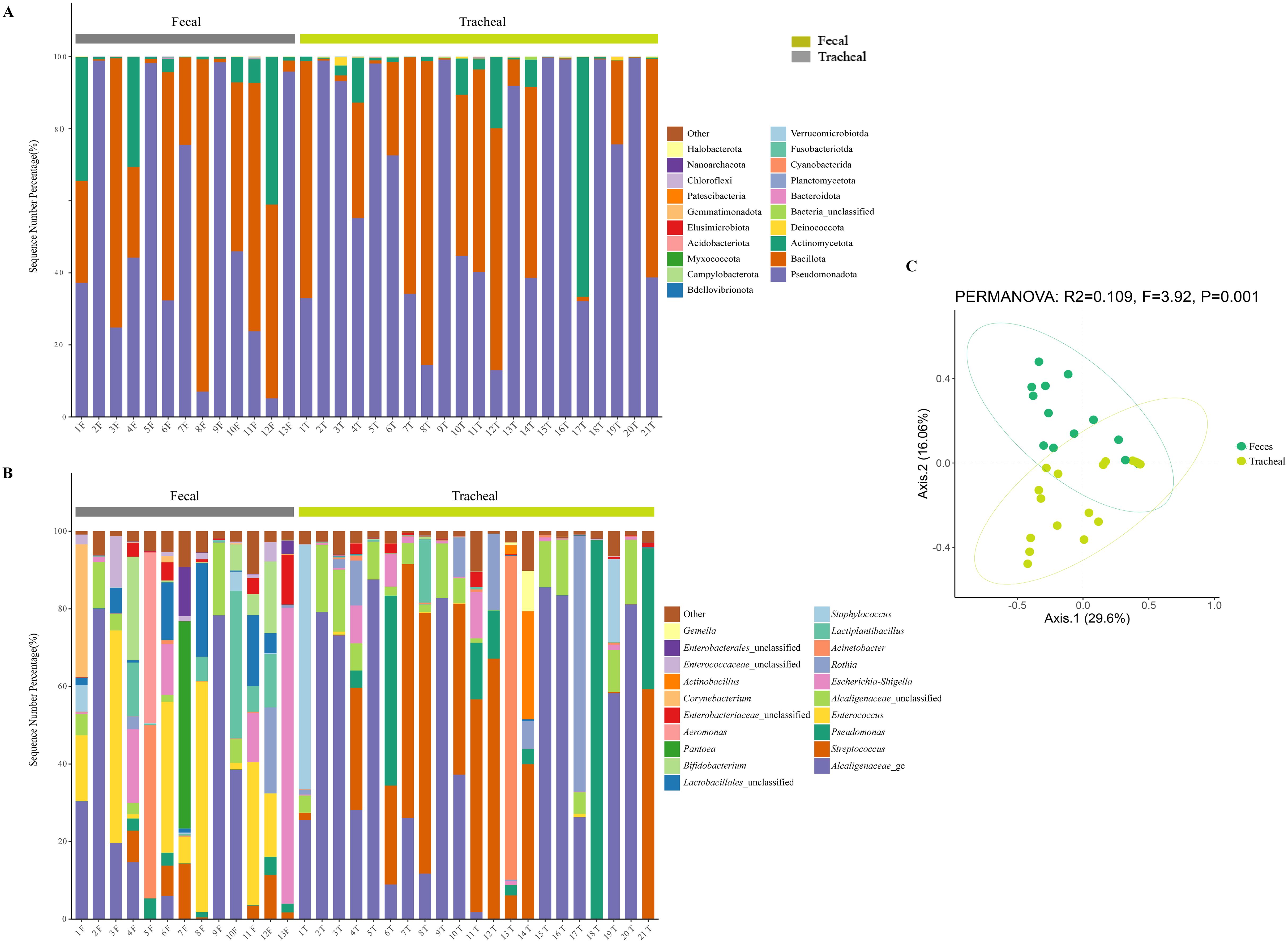 Bar charts labeled A and B display microbial composition in fecal and tracheal samples, with various colors representing different taxa. Chart C is a scatter plot showing separation of feces and tracheal samples with PERMANOVA results indicating significant differences.
