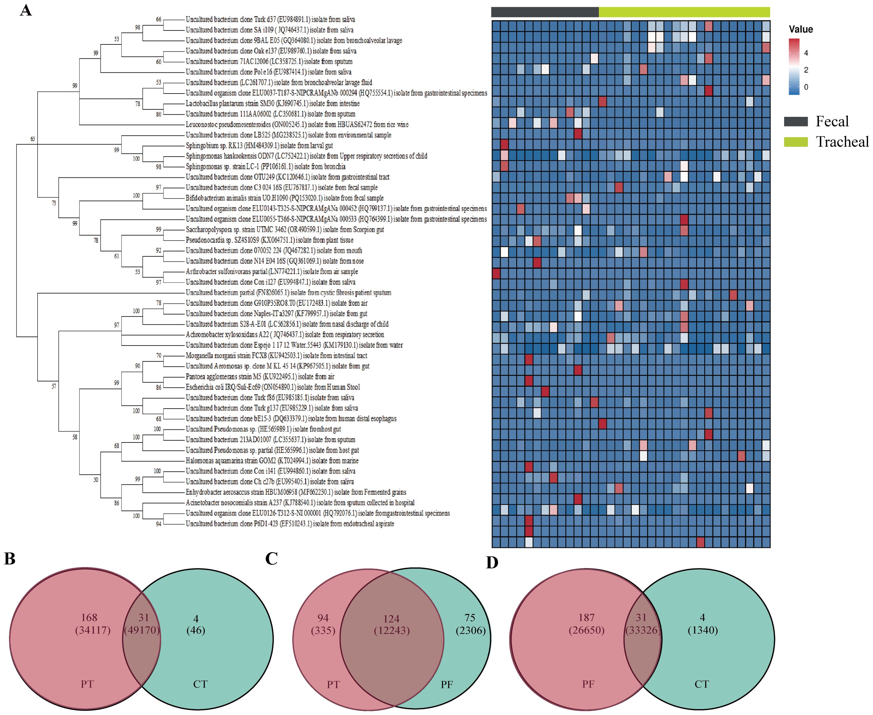 Phylogenetic tree diagram with a heatmap labeled A, showing bacterial isolates from various sources, with color values representing data intensity. Below, panels B, C, and D display Venn diagrams comparing data sets PT, CT, and PF, with overlapping and unique values. A legend indicates fecal and tracheal data distinctions.