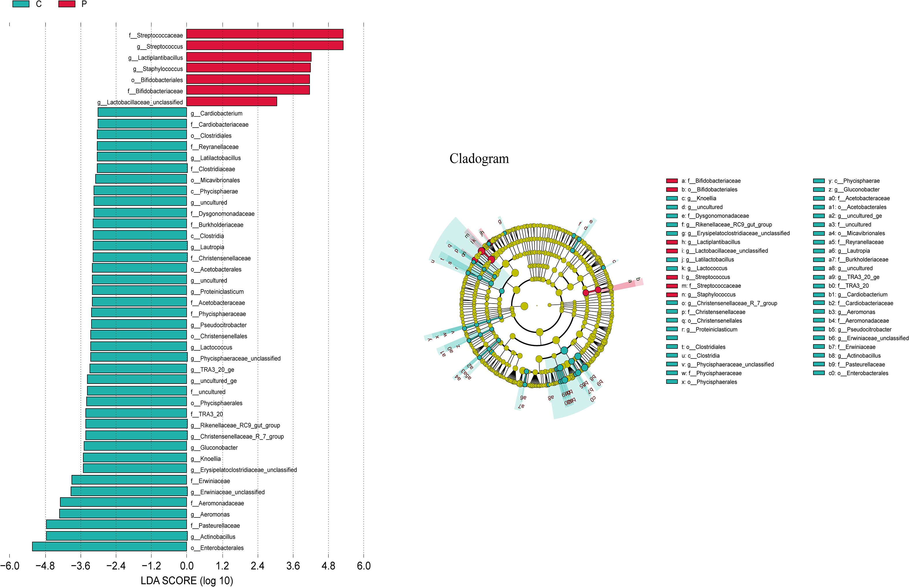 Bar chart and cladogram comparing bacterial genera. The bar chart on the left displays linear discriminant analysis (LDA) scores for genera in groups C and P. The cladogram on the right visualizes hierarchical relationships among these bacterial taxa, with colors matching the groups. Legends differentiate between the groups and their respective taxa.