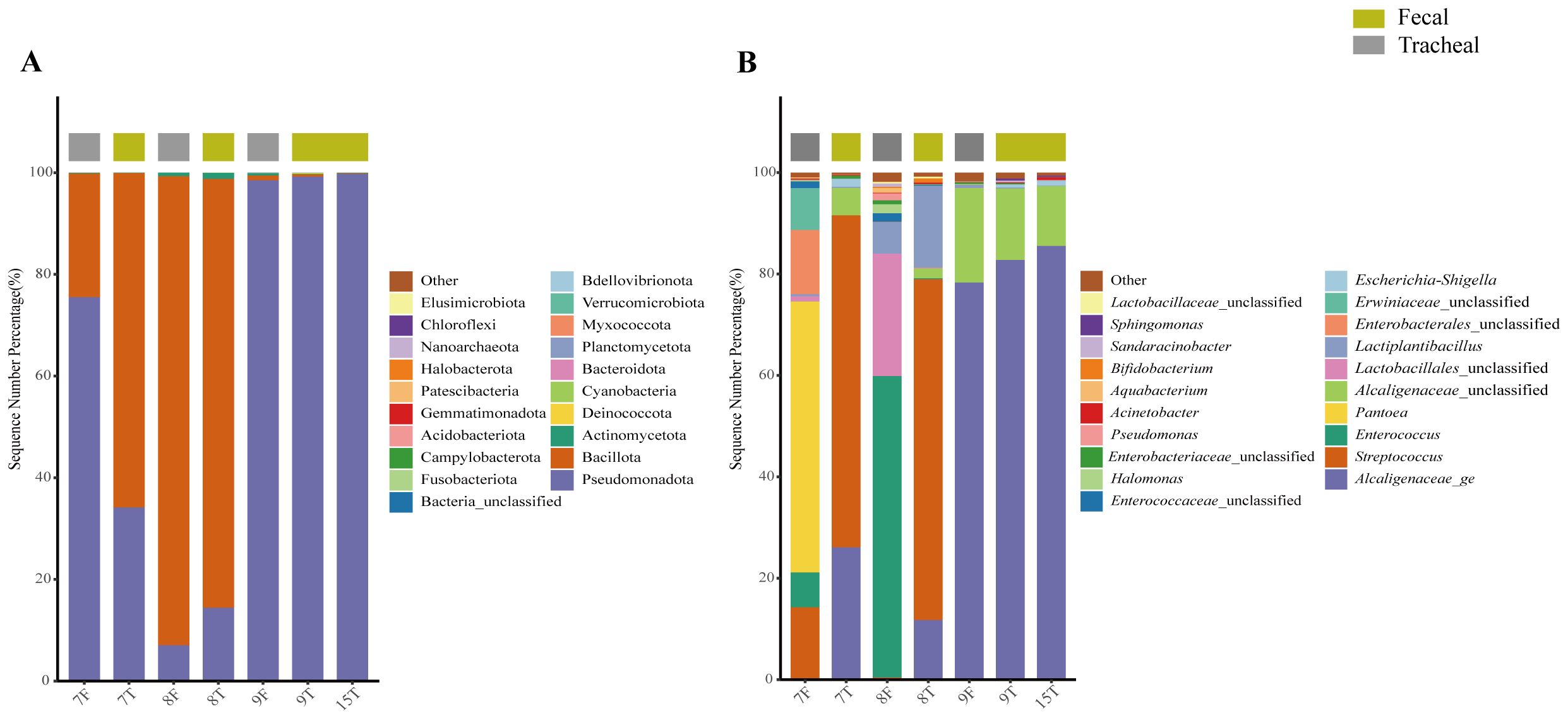 Bar charts labeled A and B showing microbiome diversity as sequence number percent. Chart A features taxa like Chloroflexi and Halobacterota predominantly in fecal samples, marked in purple. Chart B displays a more varied microbiome composition in tracheal samples, with significant contributions from Lactobacillaceae and Enterobacteriaceae. Each bar segment is color-coded, and a legend provides taxonomic identification. Fecal samples are marked in yellow and tracheal in gray.